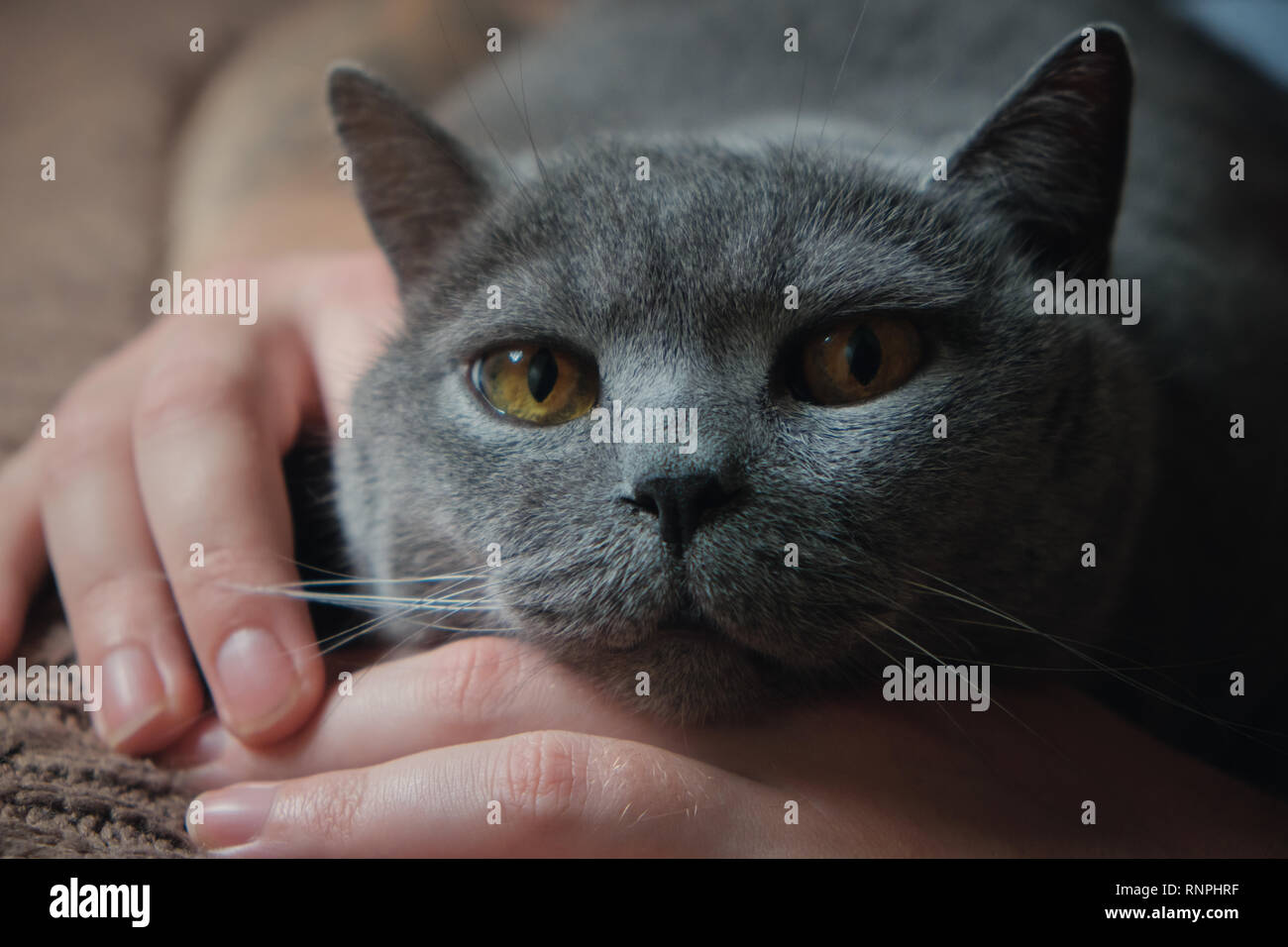 Close-up portrait of a British cat allongé avec sa tête sur la main de l'homme Banque D'Images