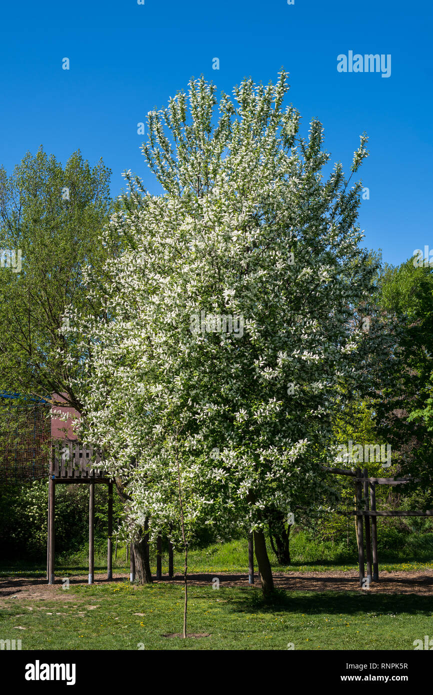 Un oiseau cerisier (Prunus padus) dans un jardin sur une journée ensoleillée au printemps Banque D'Images