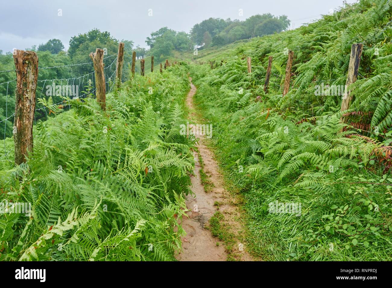 Sentier pédestre passant par Fougère mâle (Dryopteris filix-mas) de Donostia San Sebastian à Orio au Camino del Norte Banque D'Images