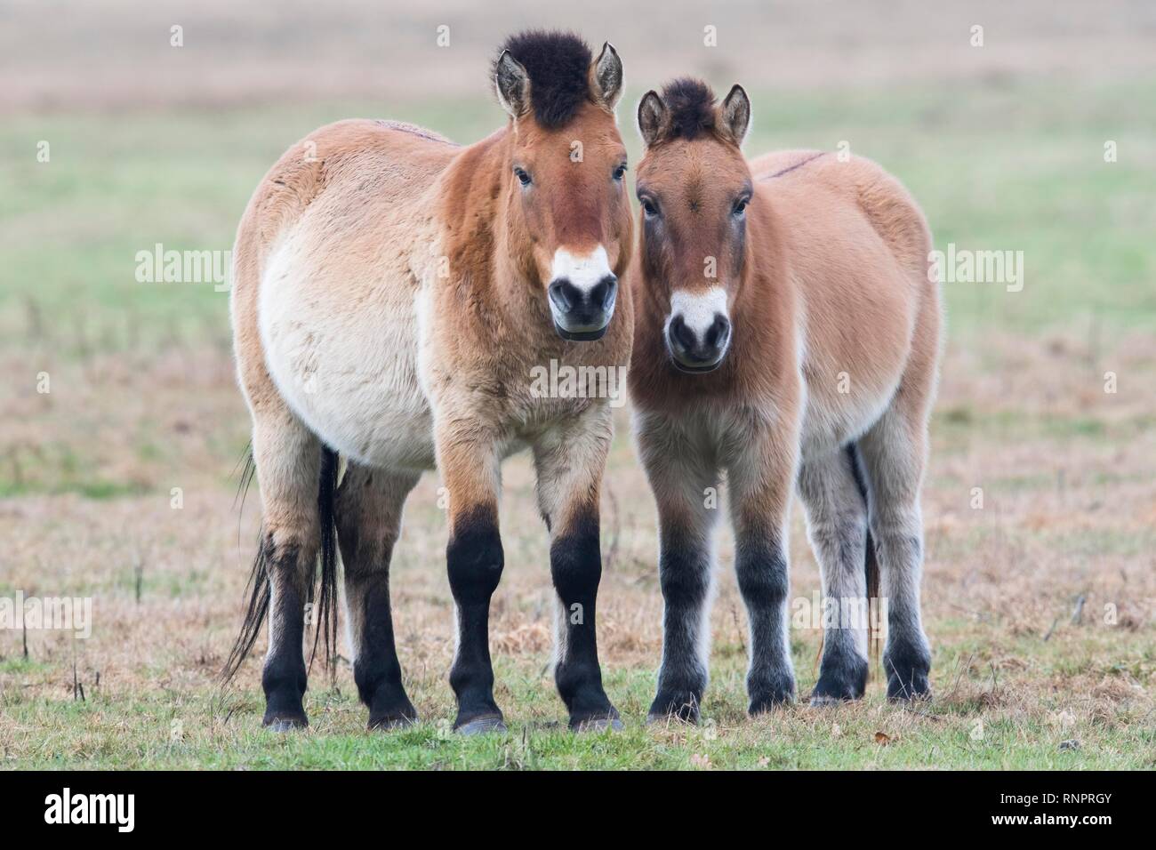 Chevaux de Przewalski (Equus ferus przewalskii), de l'Ems, Basse-Saxe, Allemagne Banque D'Images