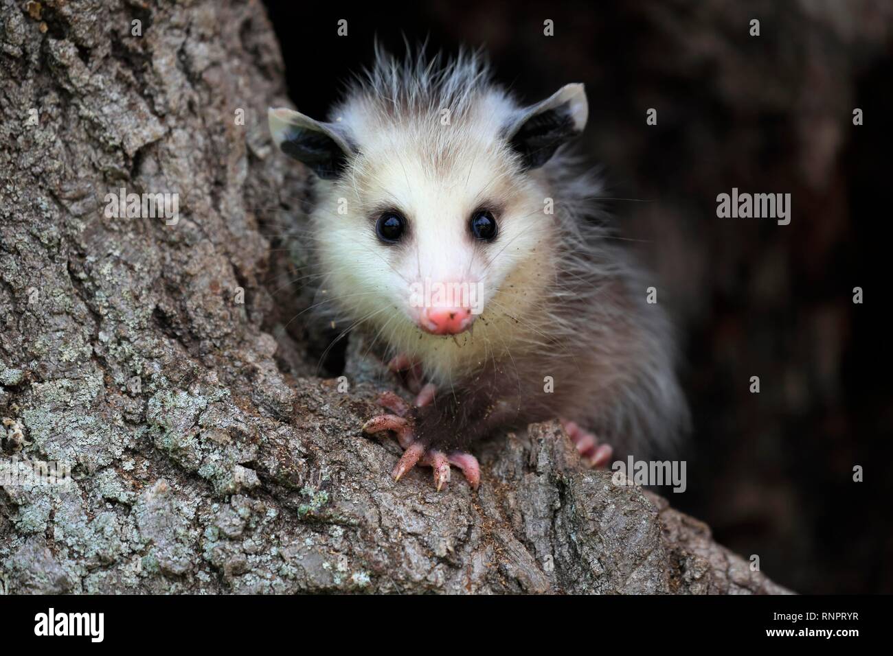 L'Opossum de Virginie (Didelphis virginiana), jeune animal sur tronc d'arbre, vigilants, animal portrait, Pine Comté (Minnesota), USA Banque D'Images