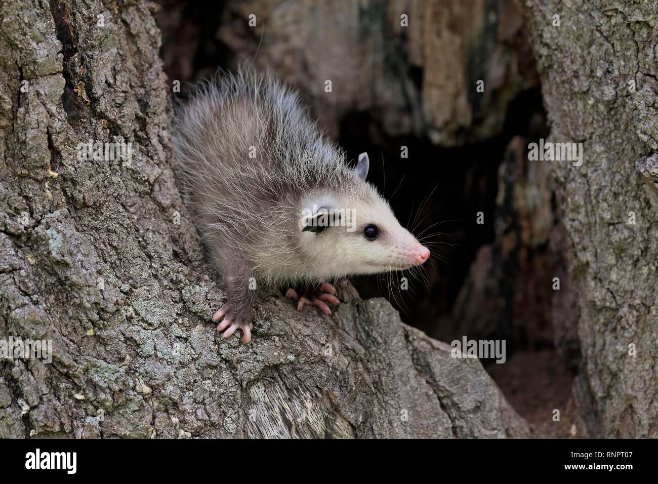 L'Opossum de Virginie (Didelphis virginiana), jeune animal sur tronc d'arbre, vigilants, animal portrait, Pine Comté (Minnesota), USA Banque D'Images