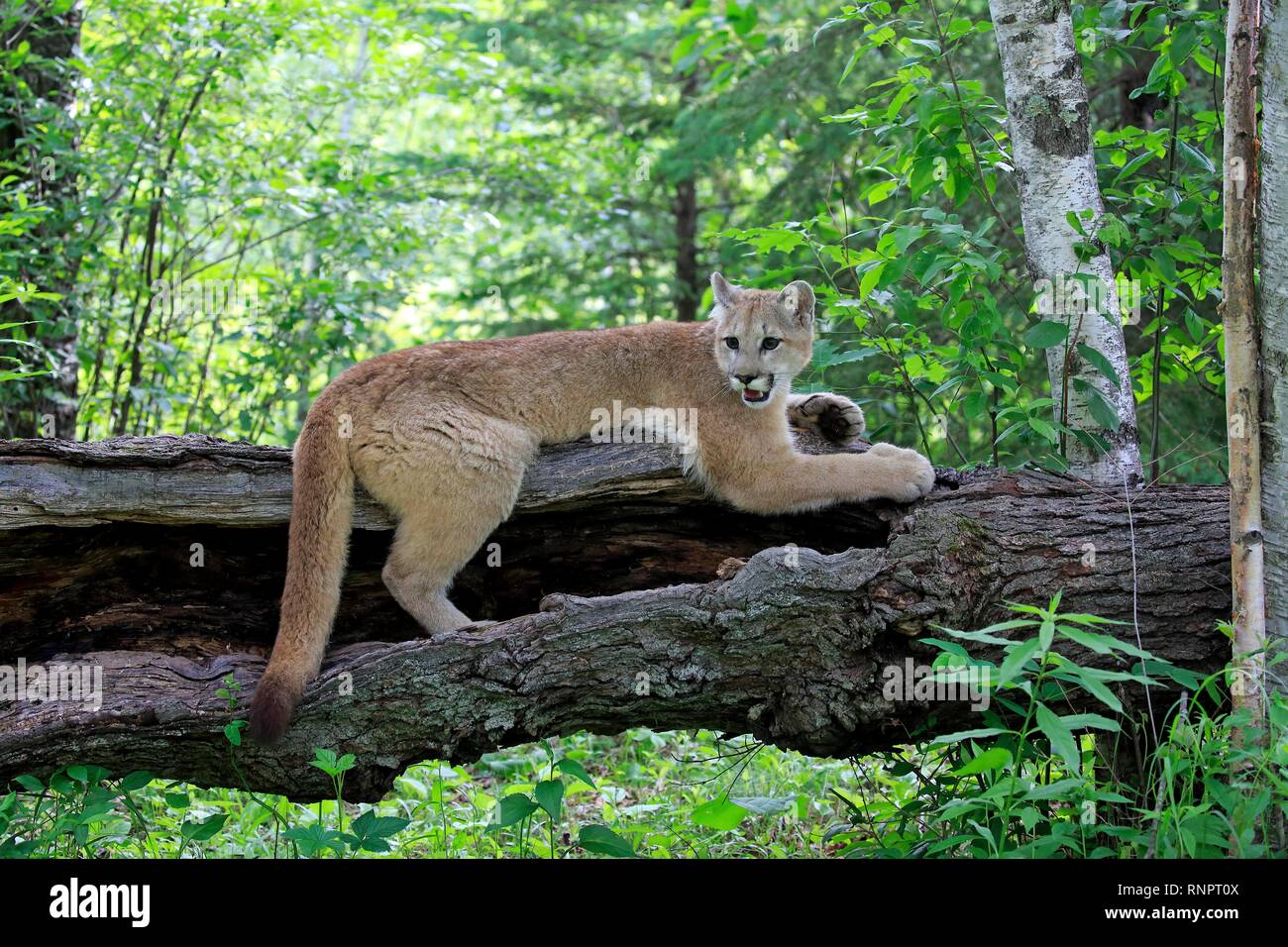 Le puma (Puma concolor), adulte, alerte, couché sur tronc d'arbre, Pine  Comté (Minnesota), USA Photo Stock - Alamy