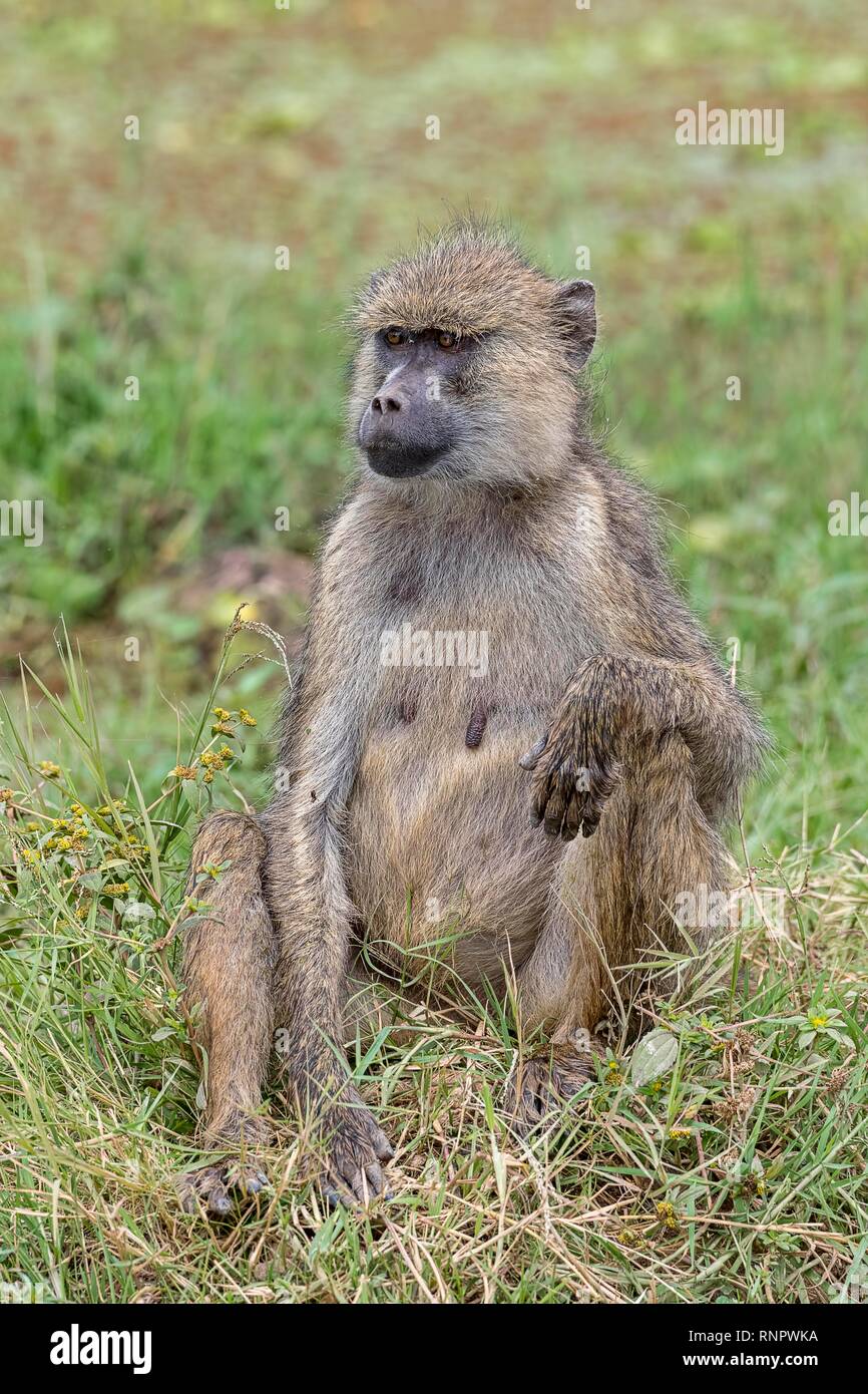 Babouin jaune (Papio cynocephalus), adulte, femme, assise dans un pré, Parc National d'Amboseli, Kenya Banque D'Images