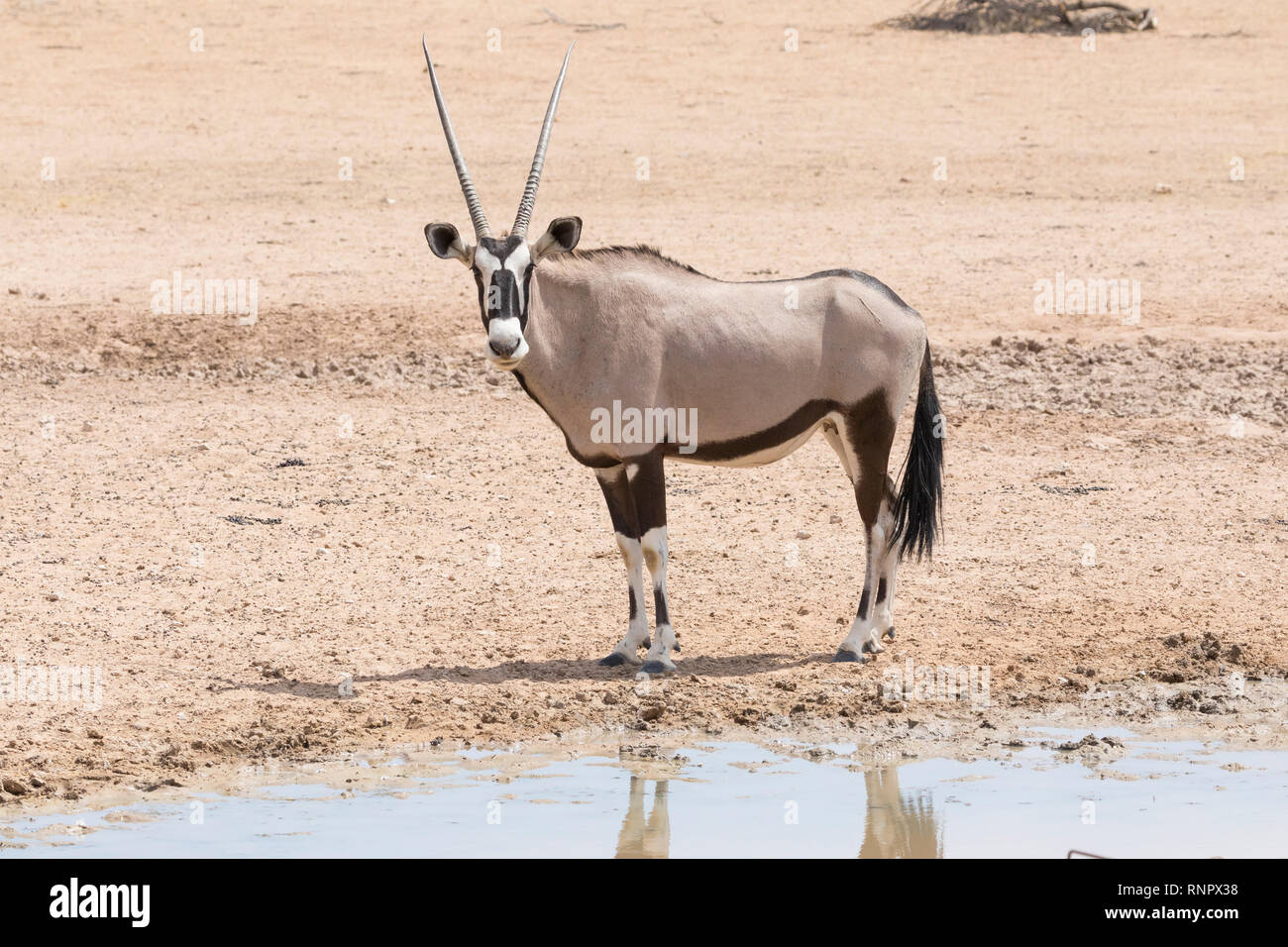 Gemsbok, Oryx gazella, dans le parc national, transfrontalier de Kgalagadi, Northern Cape, Afrique du Sud. Vue de côté à côté de la rivière Auob waterhole Banque D'Images