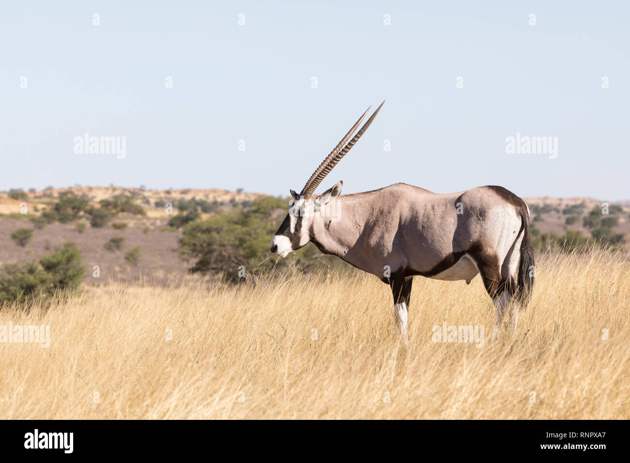 Gemsbok, Oryx gazella, dans le parc national, transfrontalier de Kgalagadi, Northern Cape, Afrique du Sud dans les prairies sèches dans l'alimentation, la lumière du soir Banque D'Images