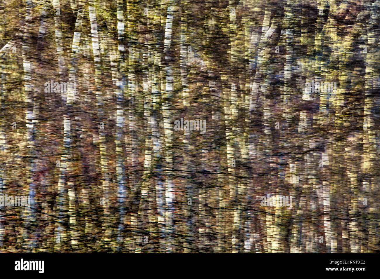 Structures d'arbres, avec un effet d'effacement Banque D'Images