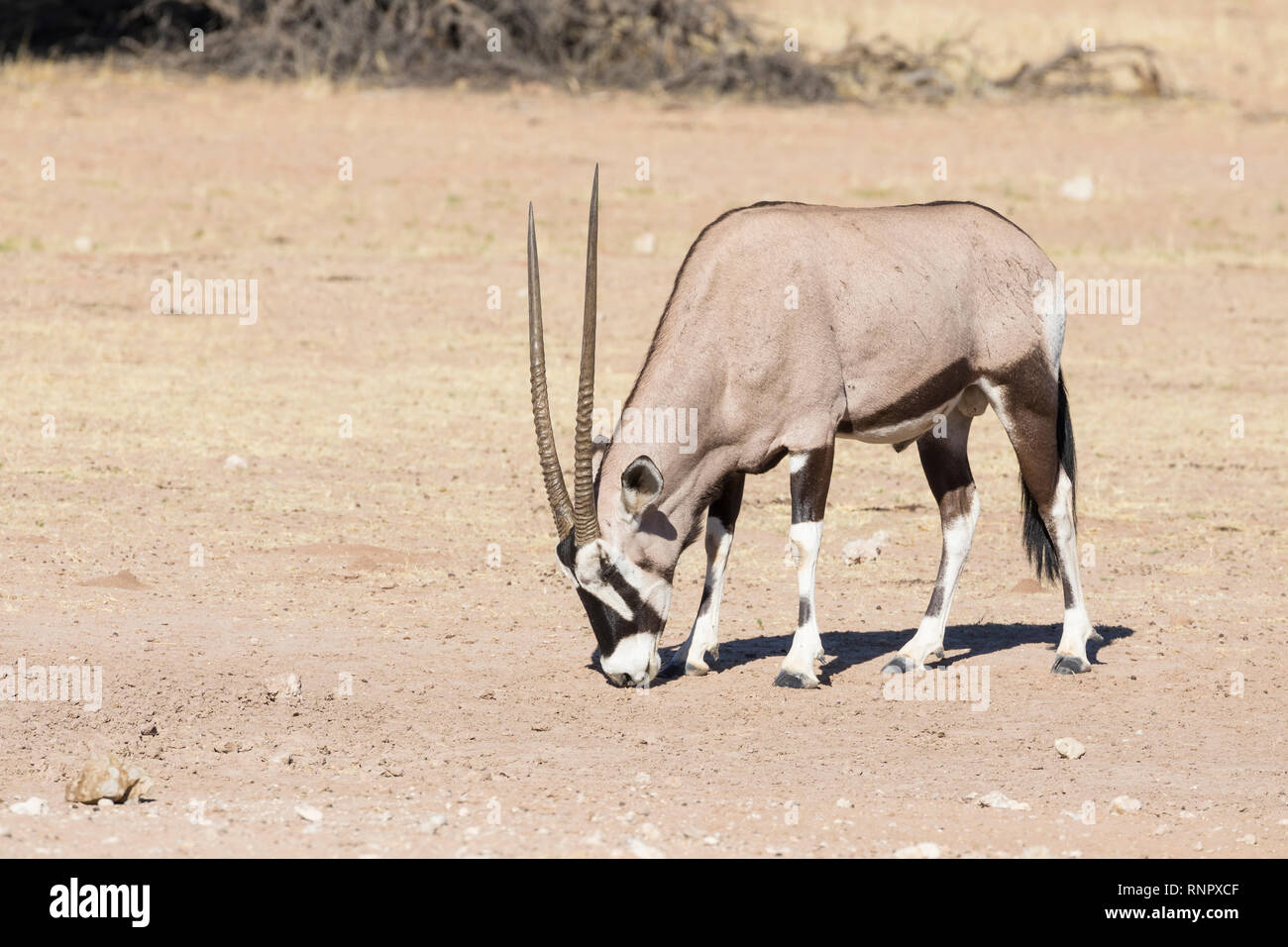 Gemsbok, Oryx gazella, dans le parc national, transfrontalier de Kgalagadi, Northern Cape, Afrique du Sud pour parfumer l'eau - peu après, trou creusé à Banque D'Images