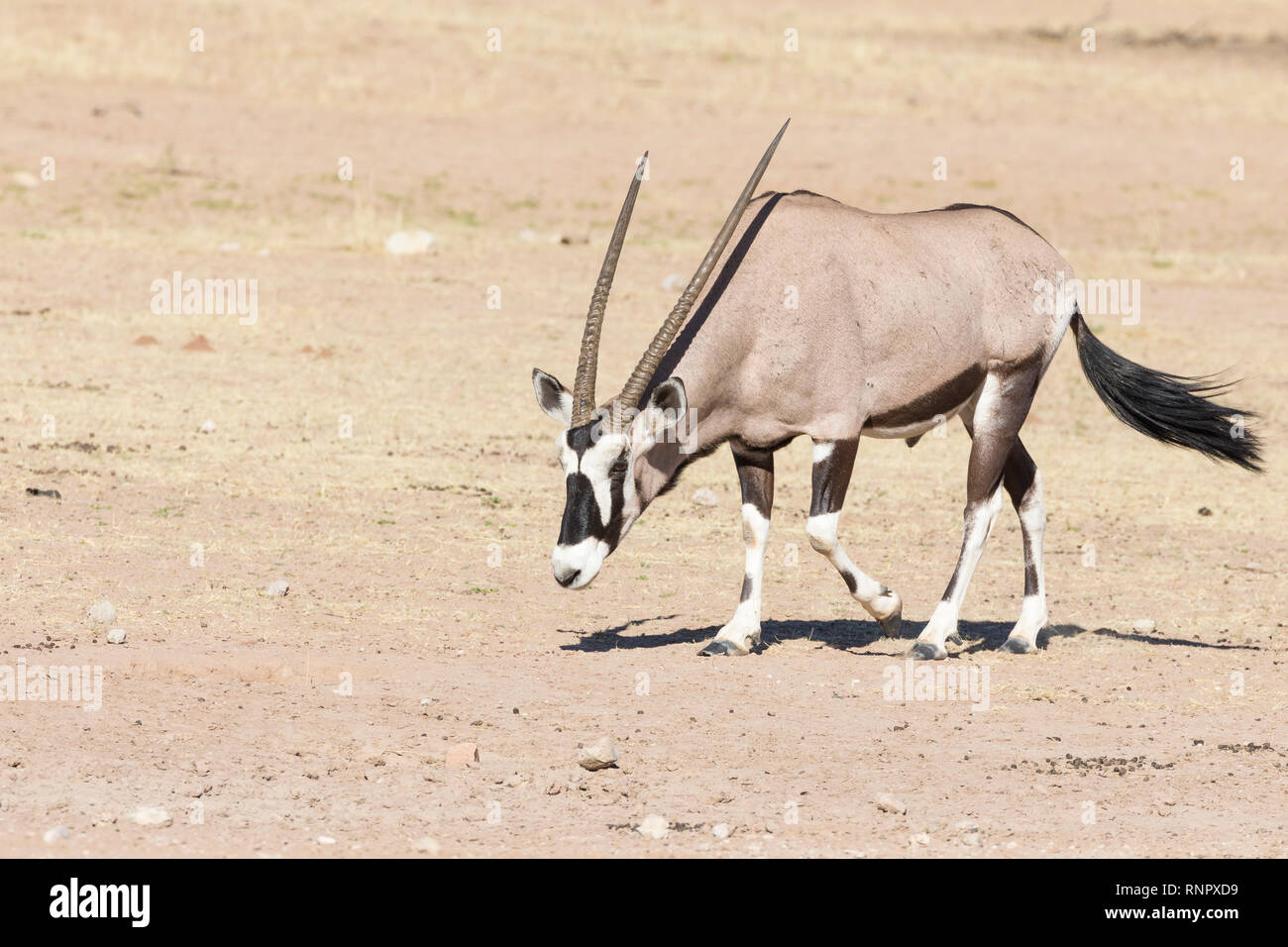 Gemsbok, Oryx gazella, dans le parc national, transfrontalier de Kgalagadi, Northern Cape, Afrique du Sud. à pied par trame sur sable avec copie espace Banque D'Images