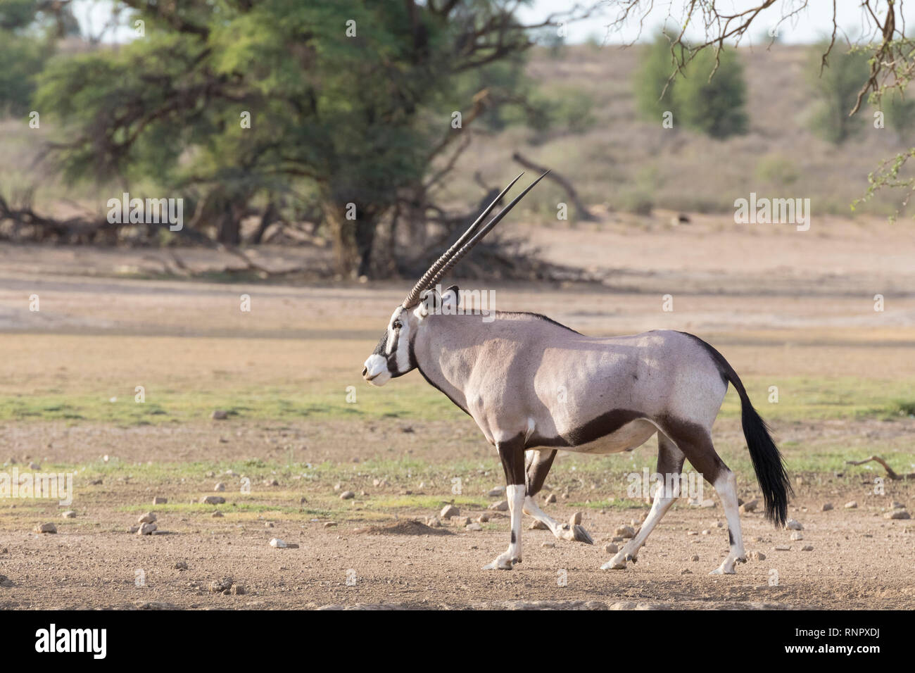 Gemsbok, Oryx gazella, dans le parc national, transfrontalier de Kgalagadi, Northern Cape, Afrique du Sud randonnée pédestre le long de la rivière Auob à l'aube dans l'or Banque D'Images