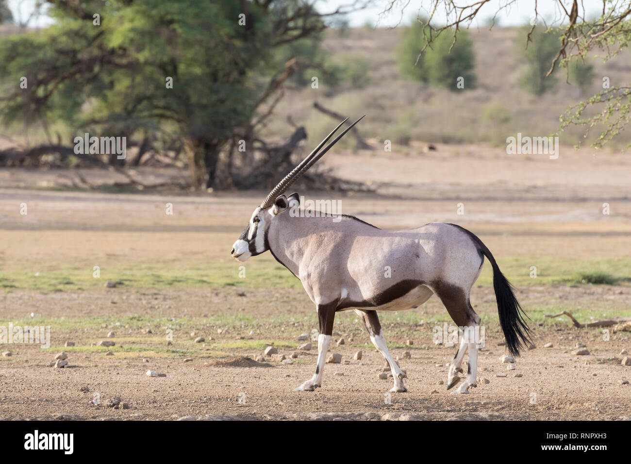 Gemsbok, Oryx gazella, dans le parc national, transfrontalier de Kgalagadi, Northern Cape, Afrique du Sud randonnée au lever du soleil le long de la rivière Auob à sec, côté vi Banque D'Images