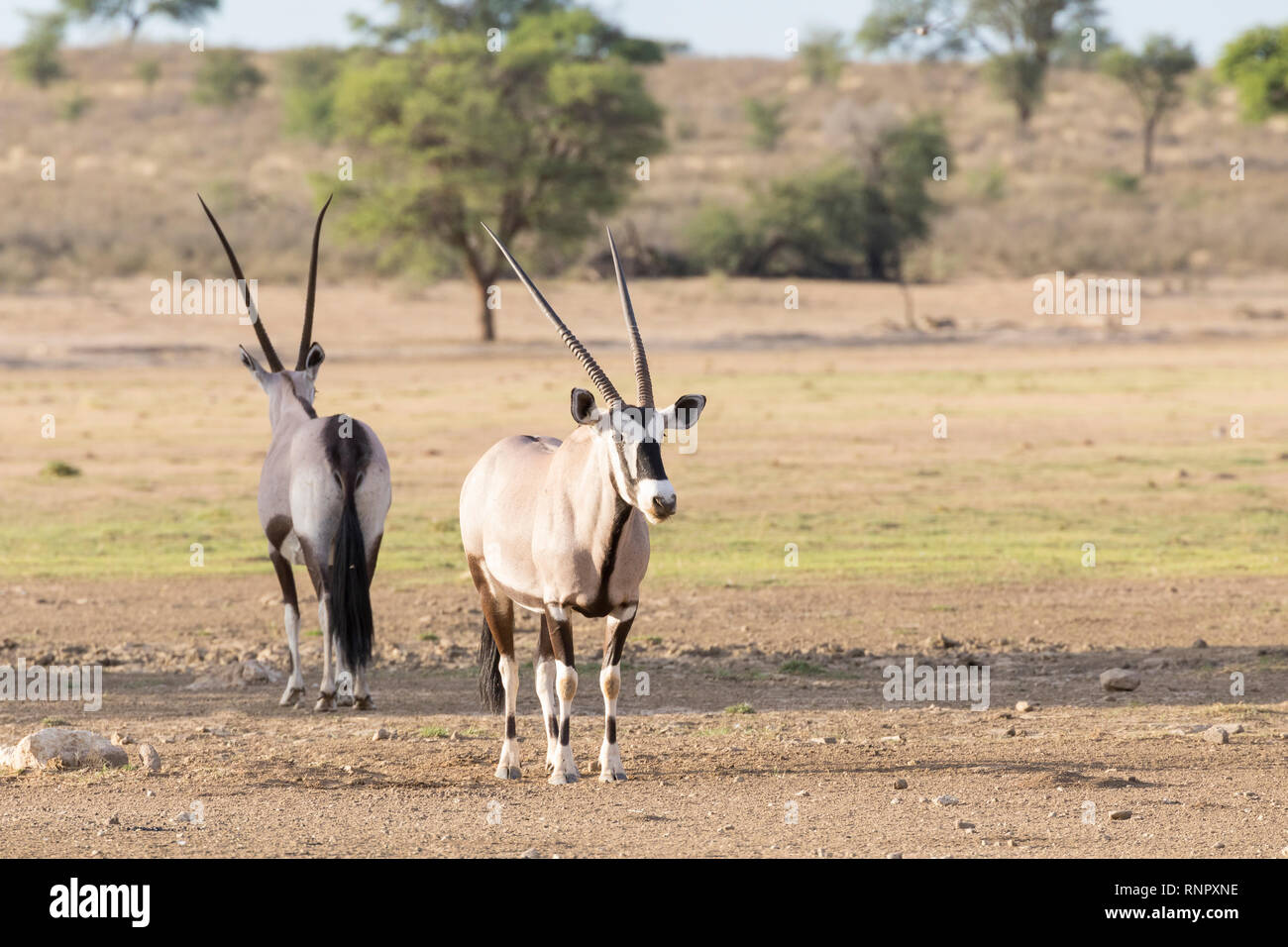 Gemsbok, Oryx gazella, dans le parc national, transfrontalier de Kgalagadi, Northern Cape, Afrique du Sud à l'aube face à la caméra dans la rivière Auob à sec Banque D'Images