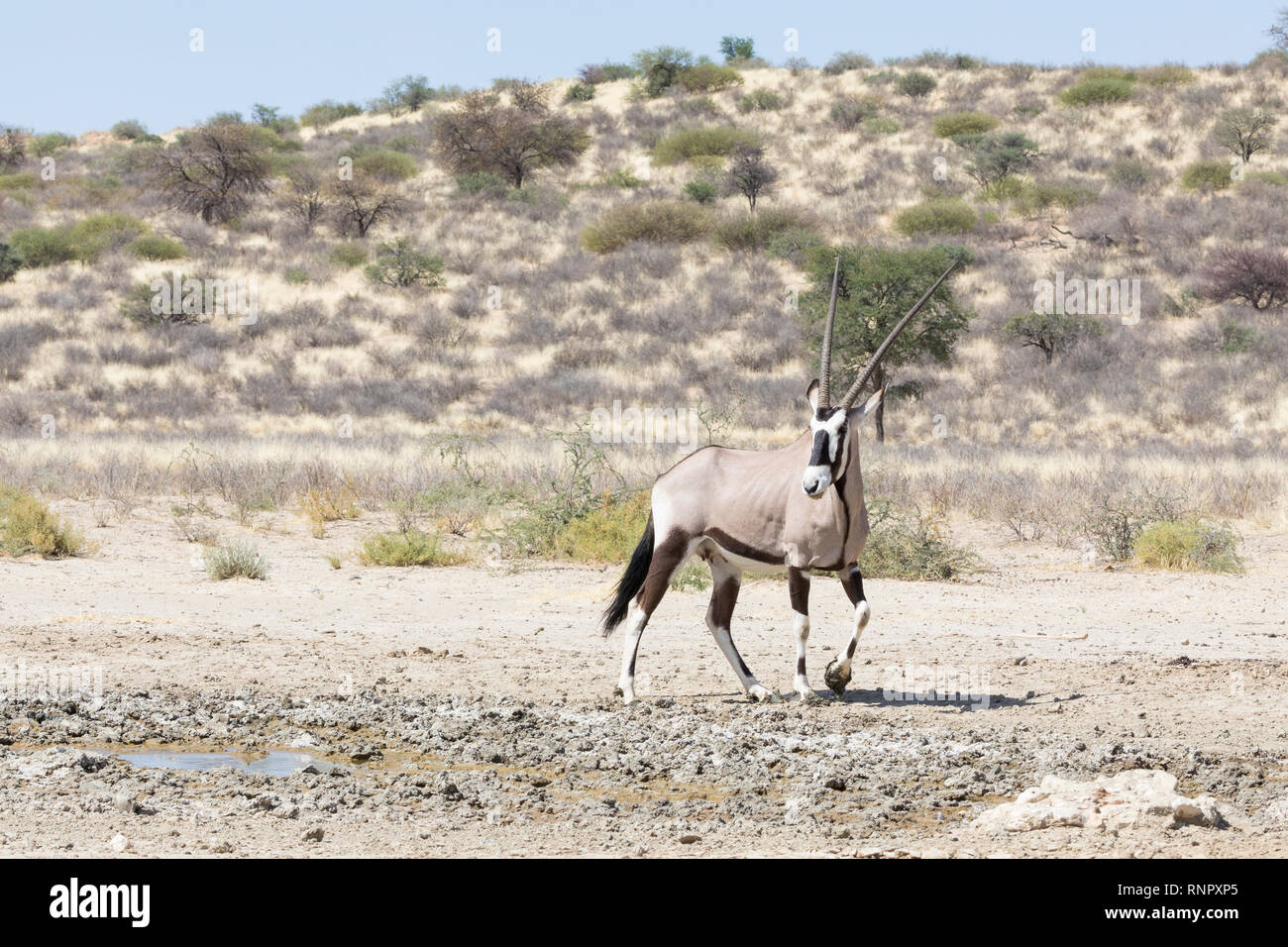 Gemsbok, Oryx gazella, dans le parc national, transfrontalier de Kgalagadi, Northern Cape, Afrique du Sud, femme debout à l'eau d'infiltration dans des dunes , savanna Banque D'Images