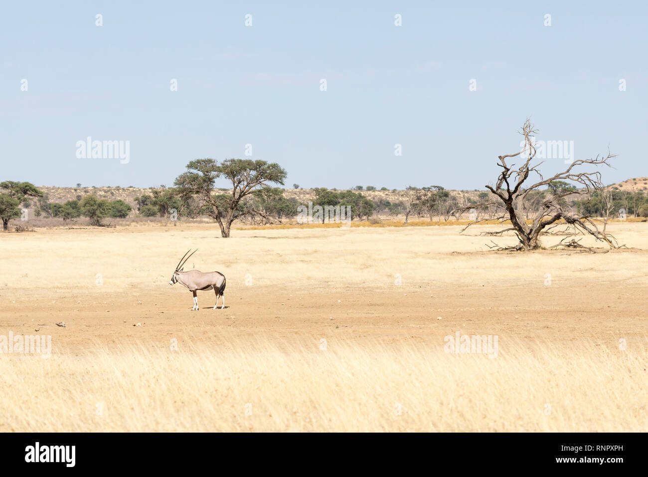 Gemsbok, Oryx gazella, dans le parc national, transfrontalier de Kgalagadi, Northern Cape, Afrique du Sud. Gemsbok unique dans la rivière Nossob à sec dans de vastes zones arides fil Banque D'Images