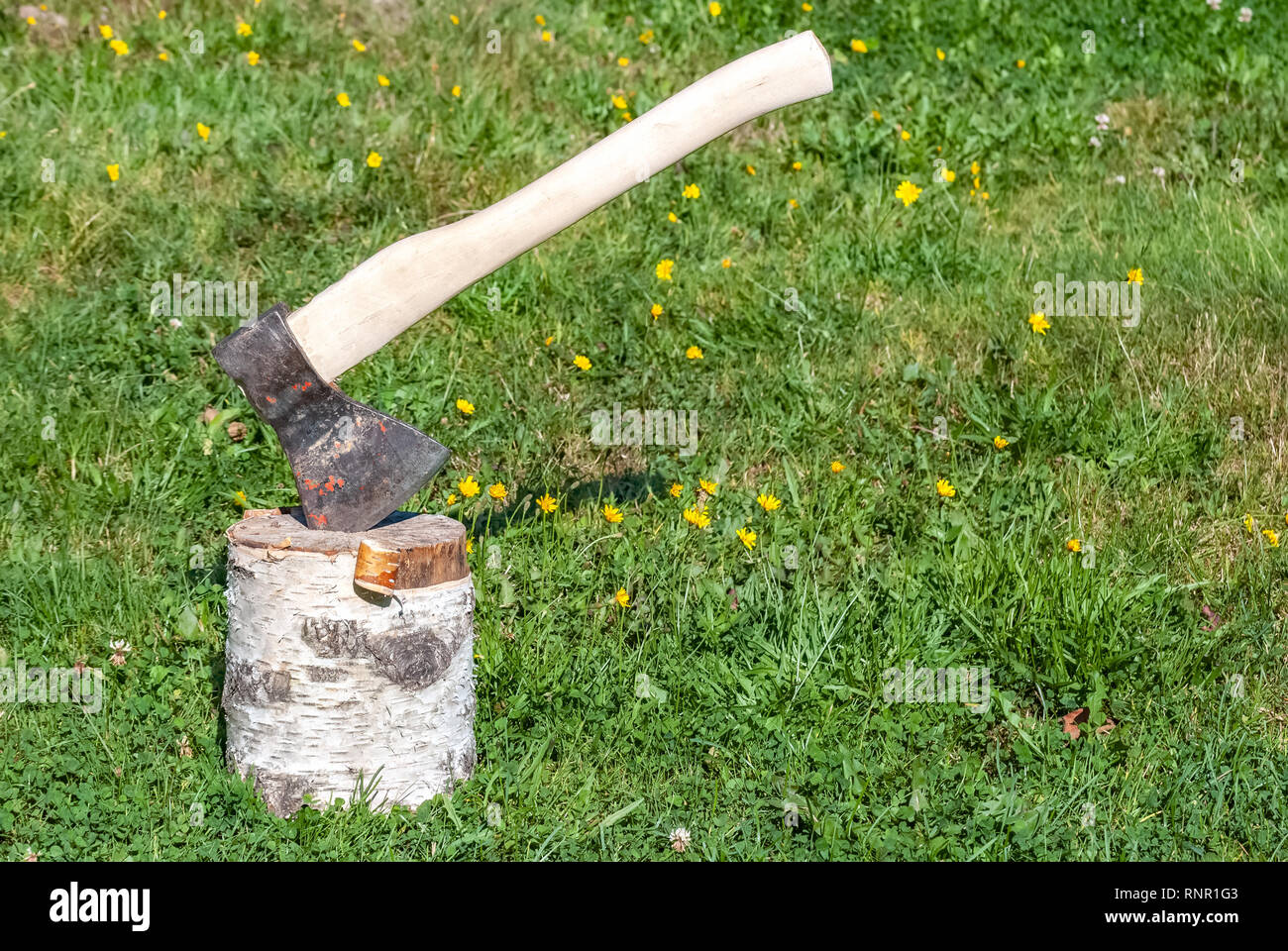 Ax coincé dans une vieille souche de bouleau, sur fond d'herbe verte. Banque D'Images