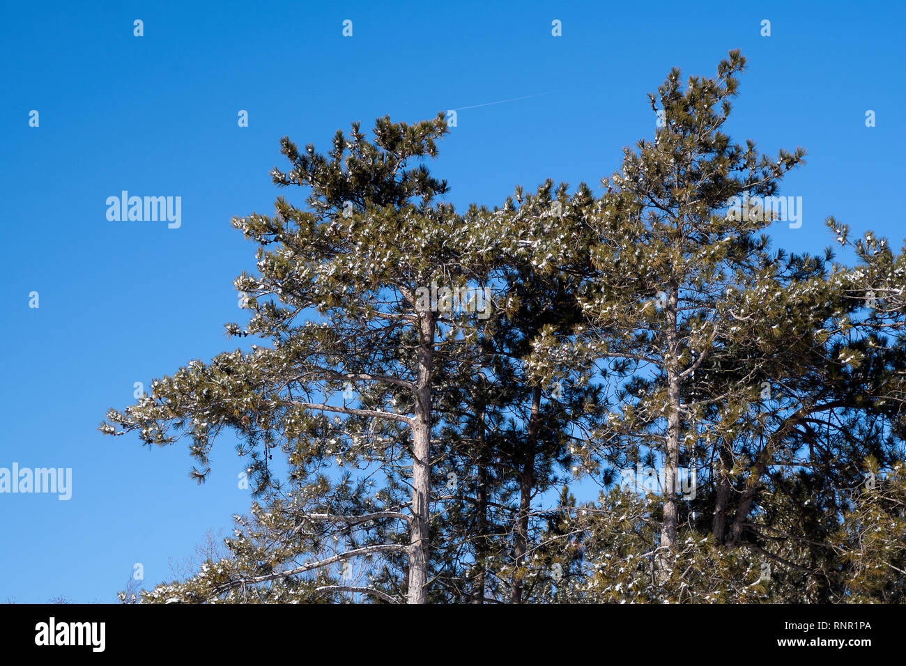 Neige fraîche sur les branches d'arbre de pin avec un fond de ciel bleu Banque D'Images Neige fraîche sur les branches d'arbre de pin avec un fond de ciel bleu Banque D'Images