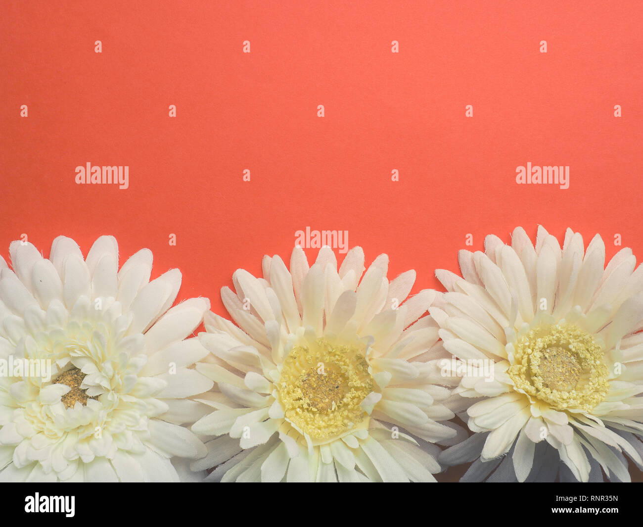 Trois têtes de fleurs blanches sur fond orange avec de l'espace pour votre texte, télévision stylisé de tonalité Banque D'Images