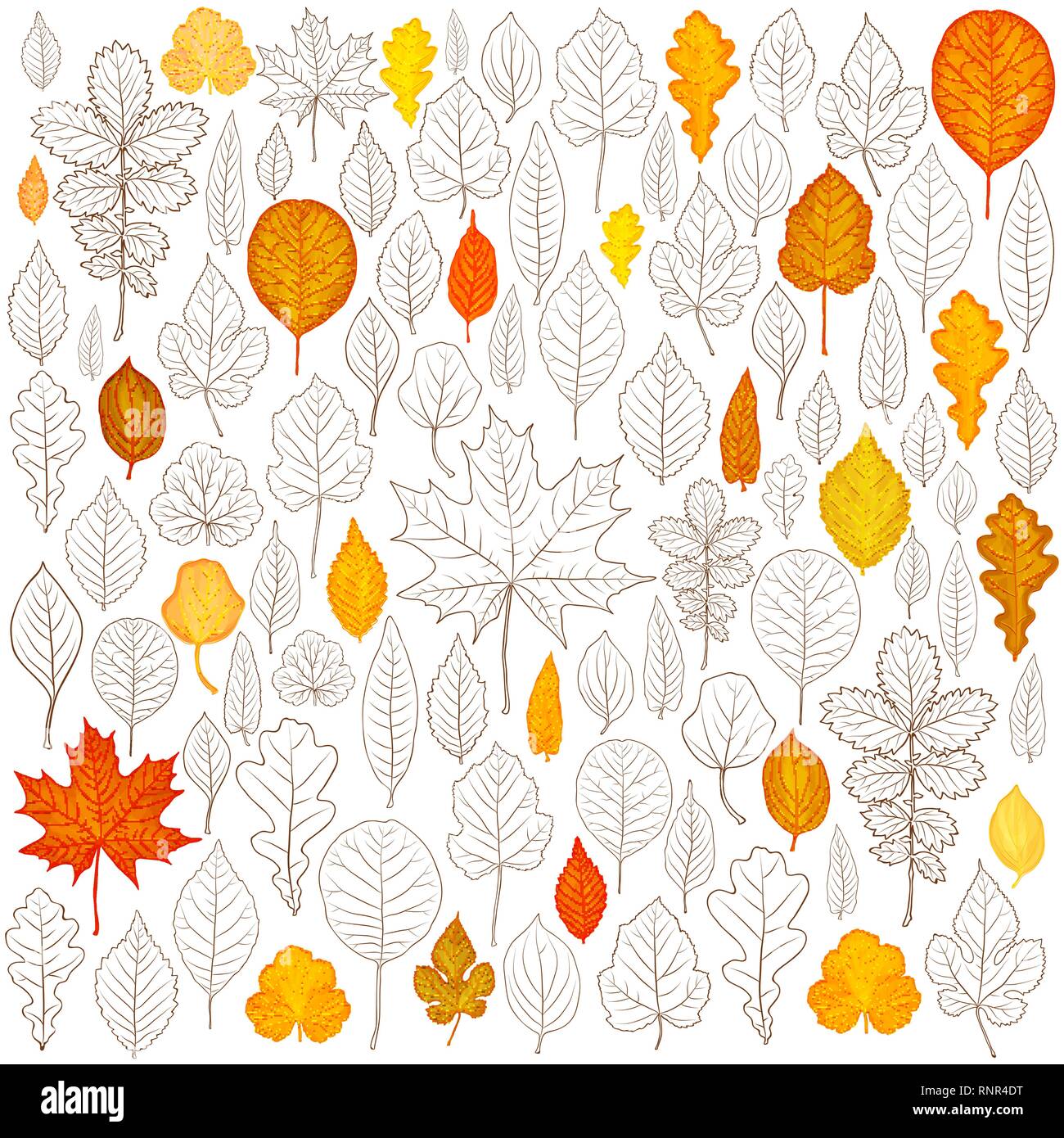Vector set de feuilles d'ossature Illustration de Vecteur