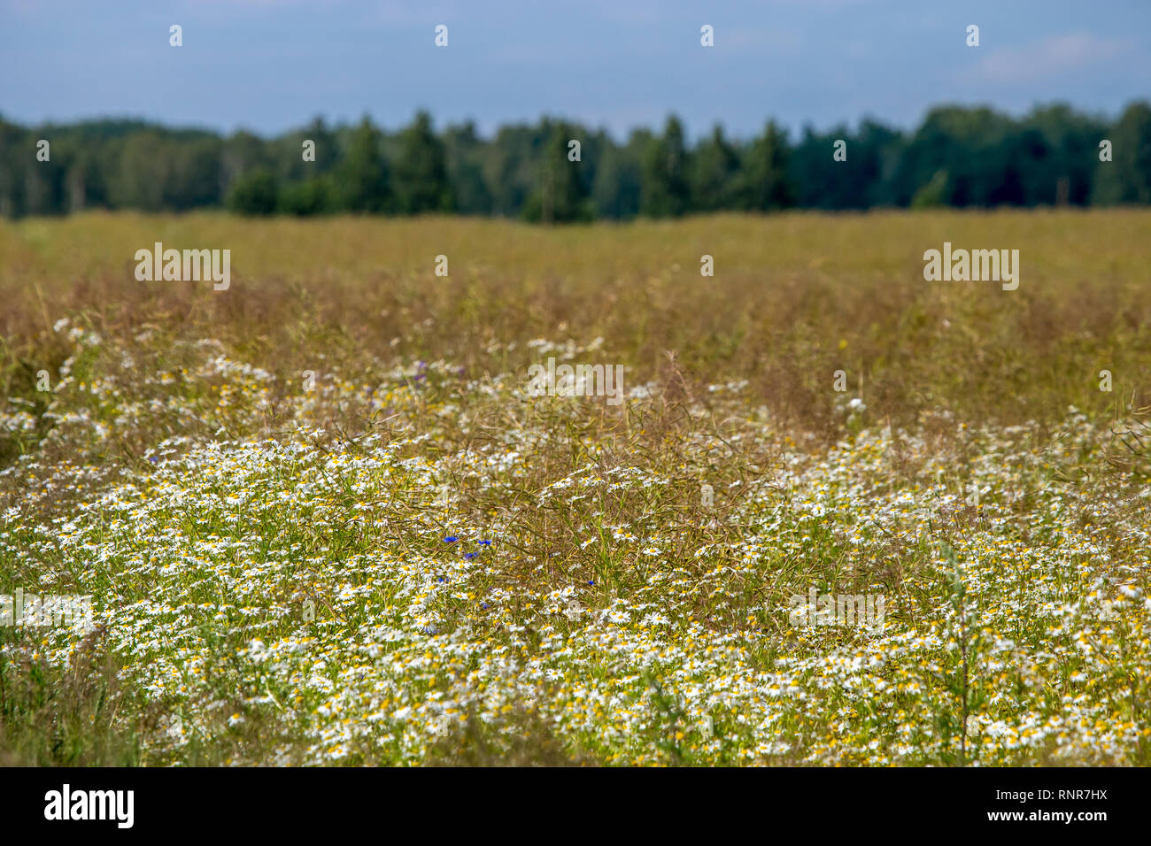 Paysage avec daisy field. Belle blooming daisies in Green grass. Prairie avec des marguerites blanches en Lettonie. Nature fleurs au printemps et en été Banque D'Images