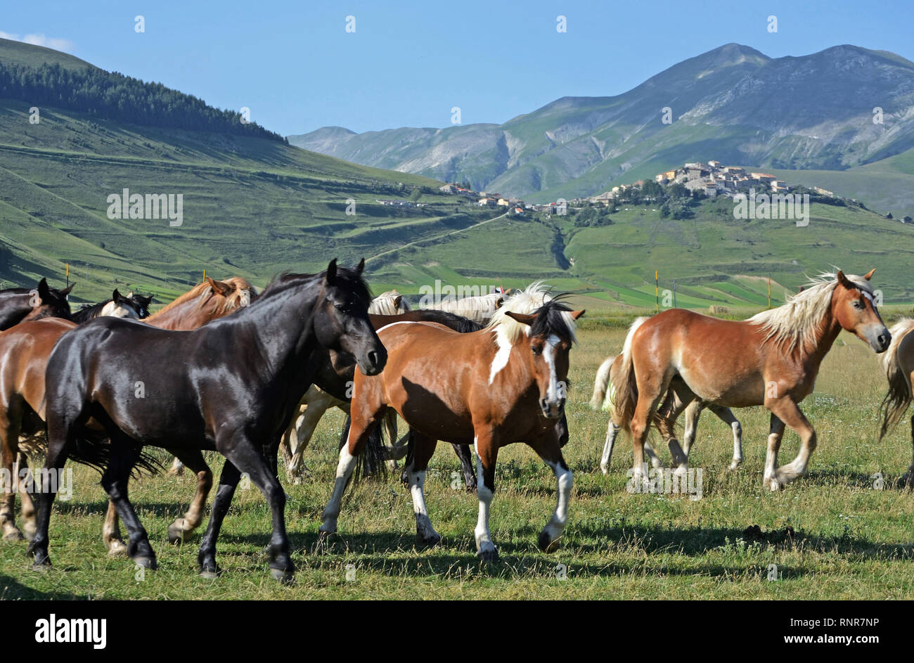 Troupeau De Chevaux Sauvages Banque De Photographies Et D images troupeau-de-chevaux-sauvages-banque-de-photographies-et-d-images