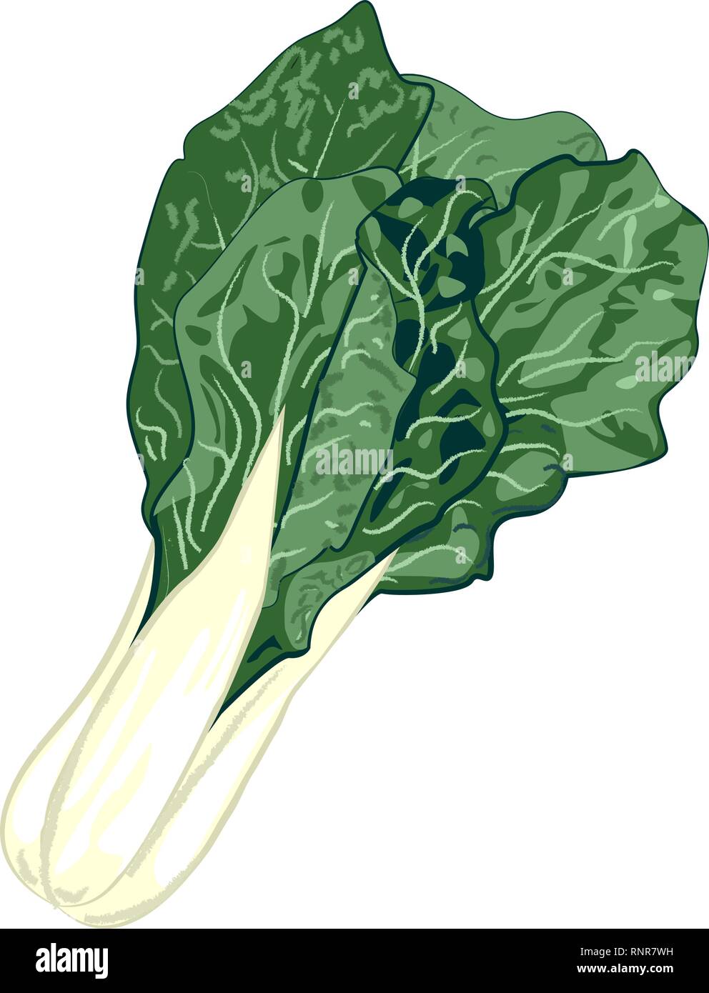 Légumes chou vert verdure isolé sur un fond blanc vector illustration Illustration de Vecteur