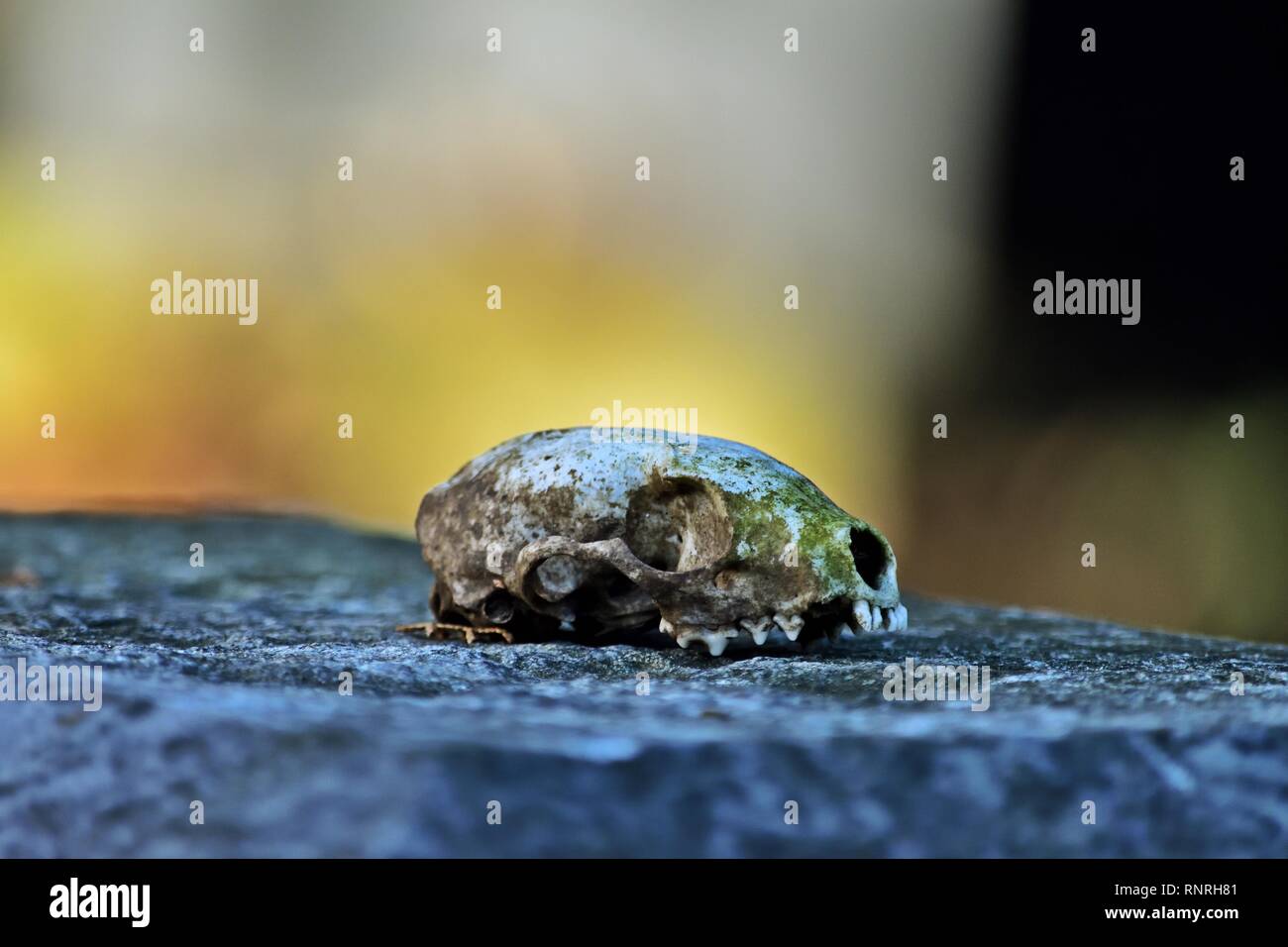 Memento Mori - Crâne de la martre (Martes foina hêtre) Banque D'Images