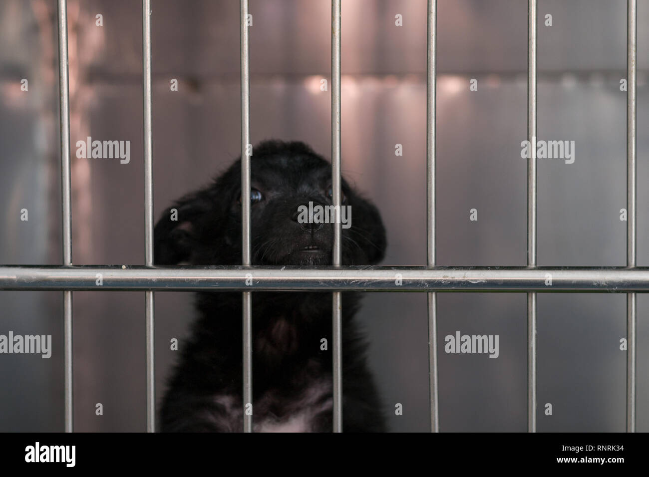 Petit Chiot Dans La Cage à La Clinique Vétérinaire Banque D