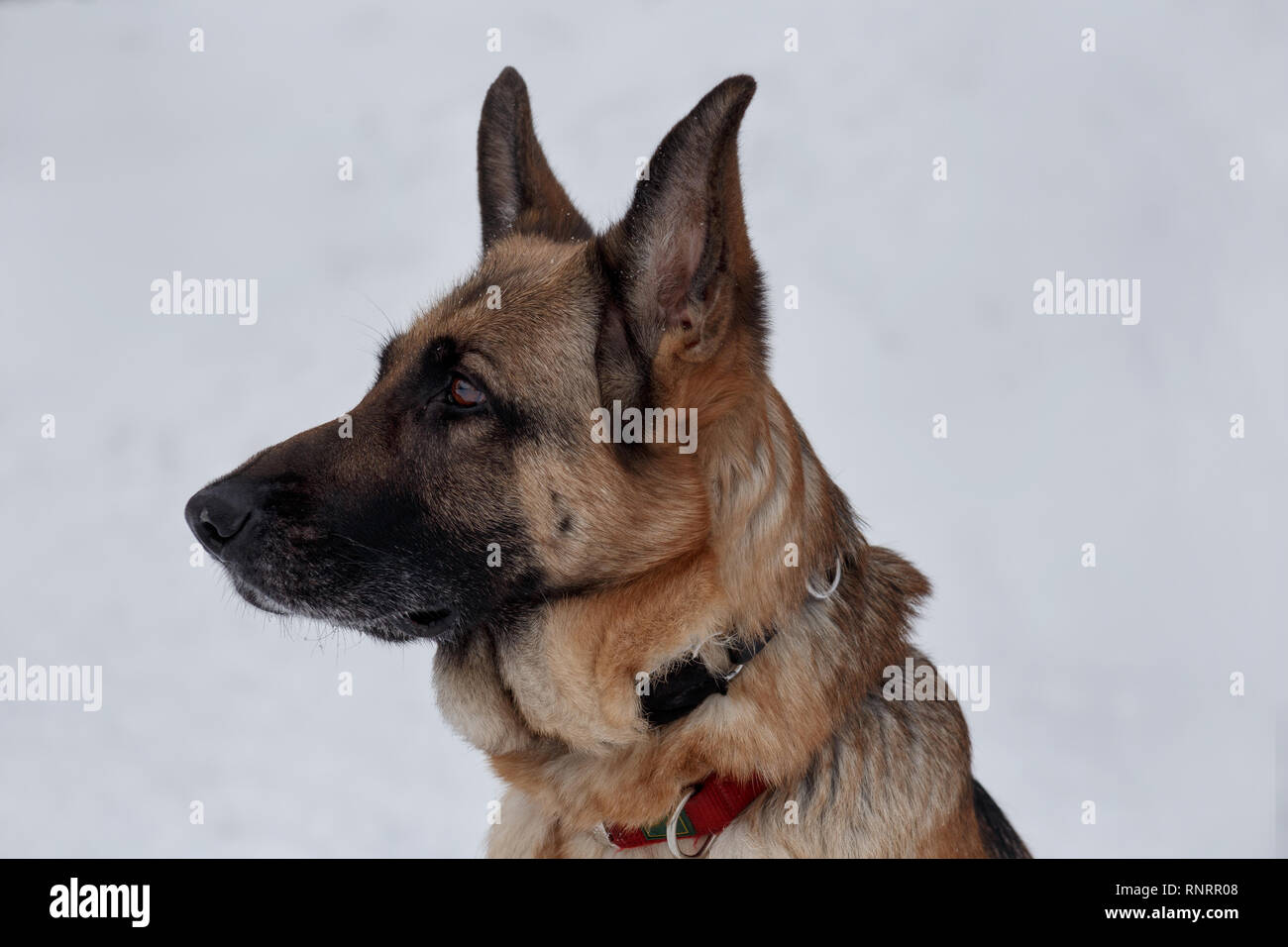 Berger allemand avec masque noir close up. Animaux de compagnie. Chien de  race pure Photo Stock - Alamy