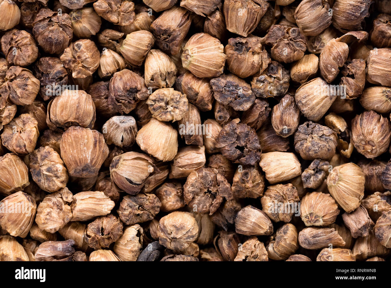Des semences de haute qualité de salsola soda, dans une forme de texture pour votre jardin. Peut être utilisé par les producteurs de semences. Banque D'Images