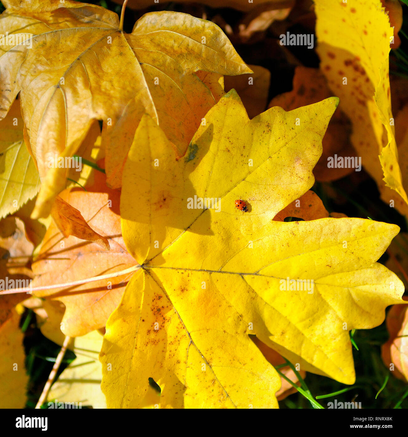 Automne feuilles jaunes et une coccinelle sur une feuille d'érable. Banque D'Images