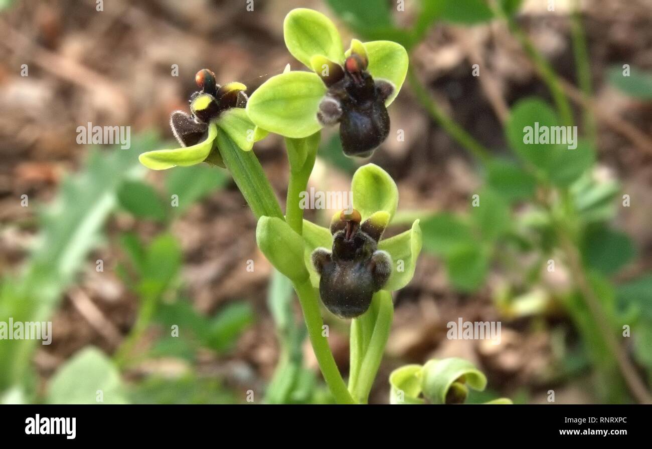 Ophrys bombyliflora Banque D'Images