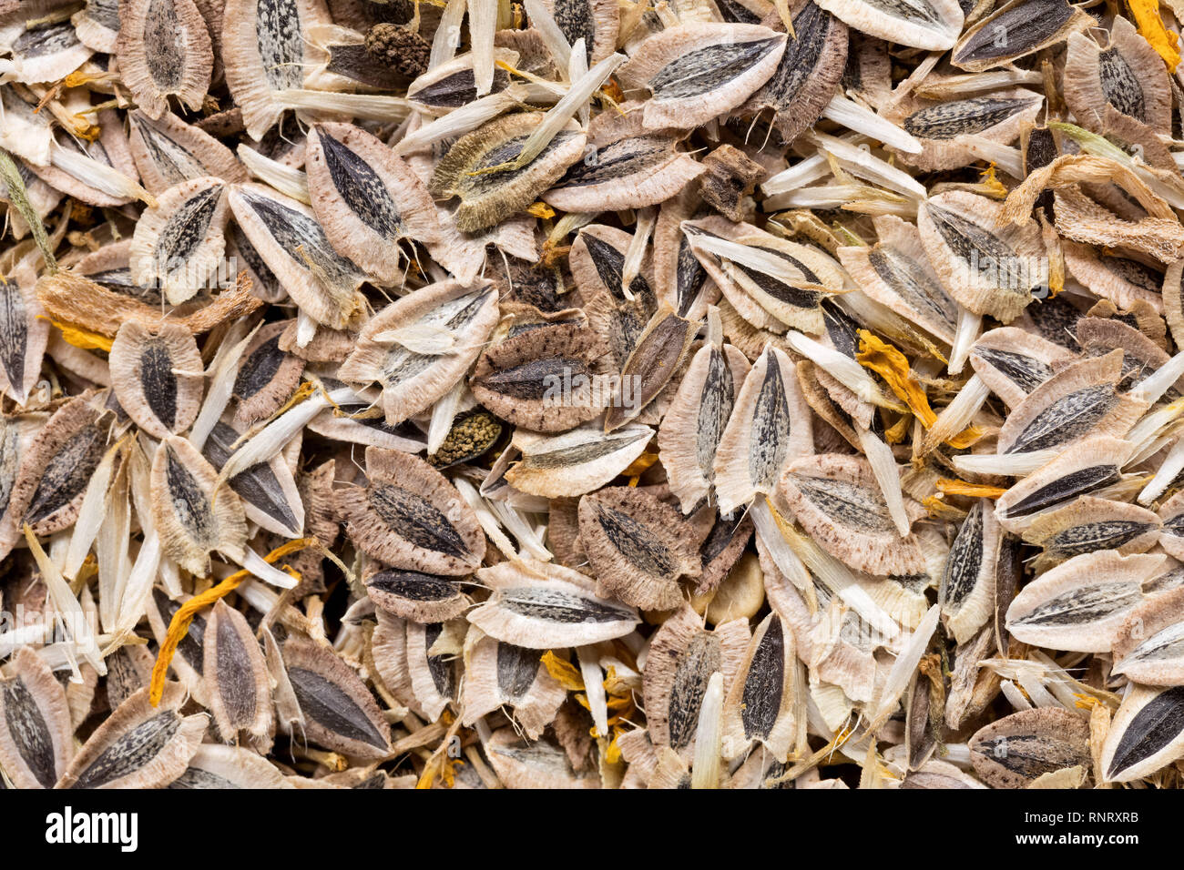 Des semences de haute qualité de Maranta, fleur dans une forme de texture pour votre jardin. Peut être utilisé par les producteurs de semences. Banque D'Images