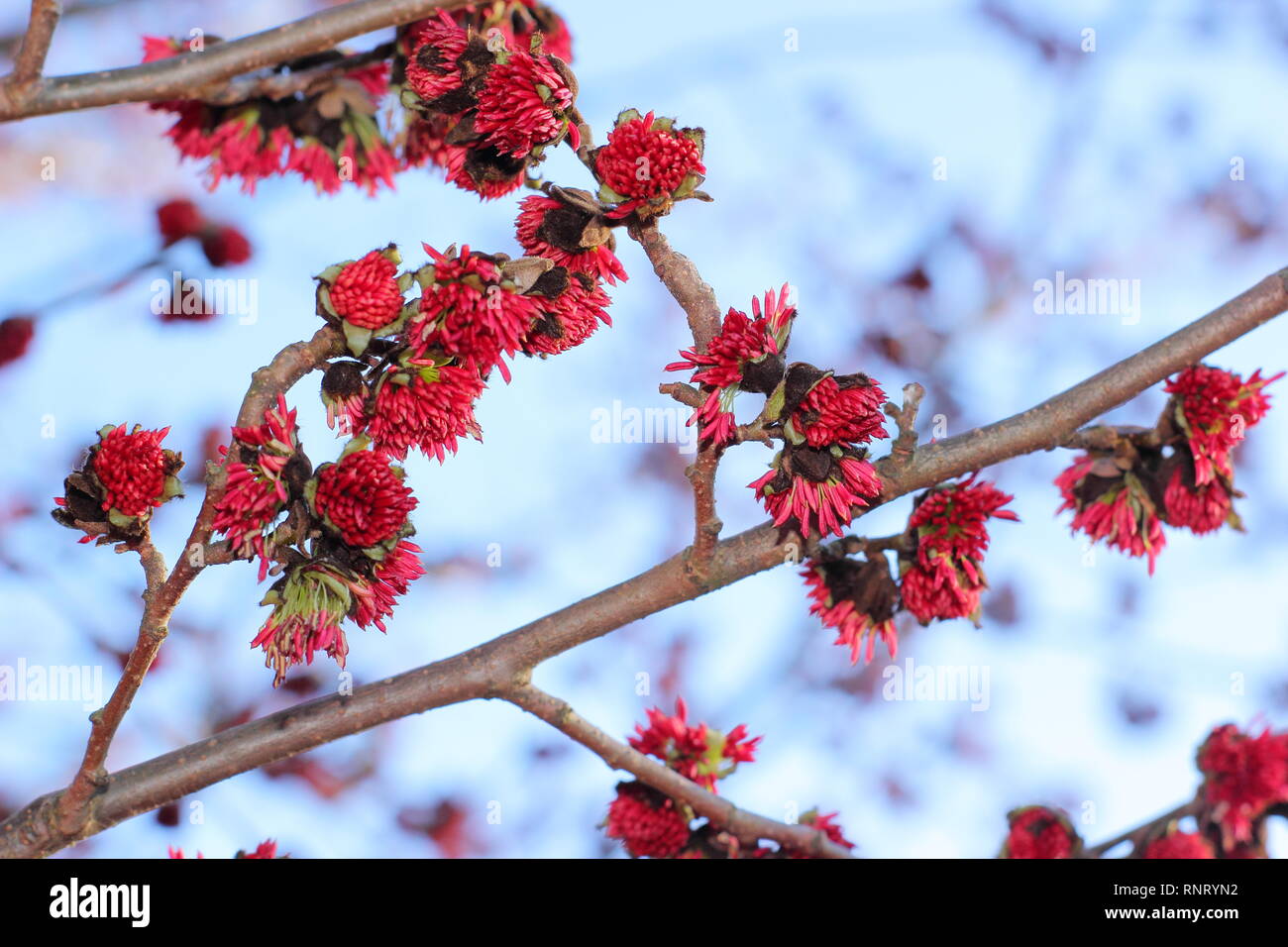 Parrotia persica. Fleurs d'hiver d'un arbre d'ironwood perse - Janvier, UK Banque D'Images
