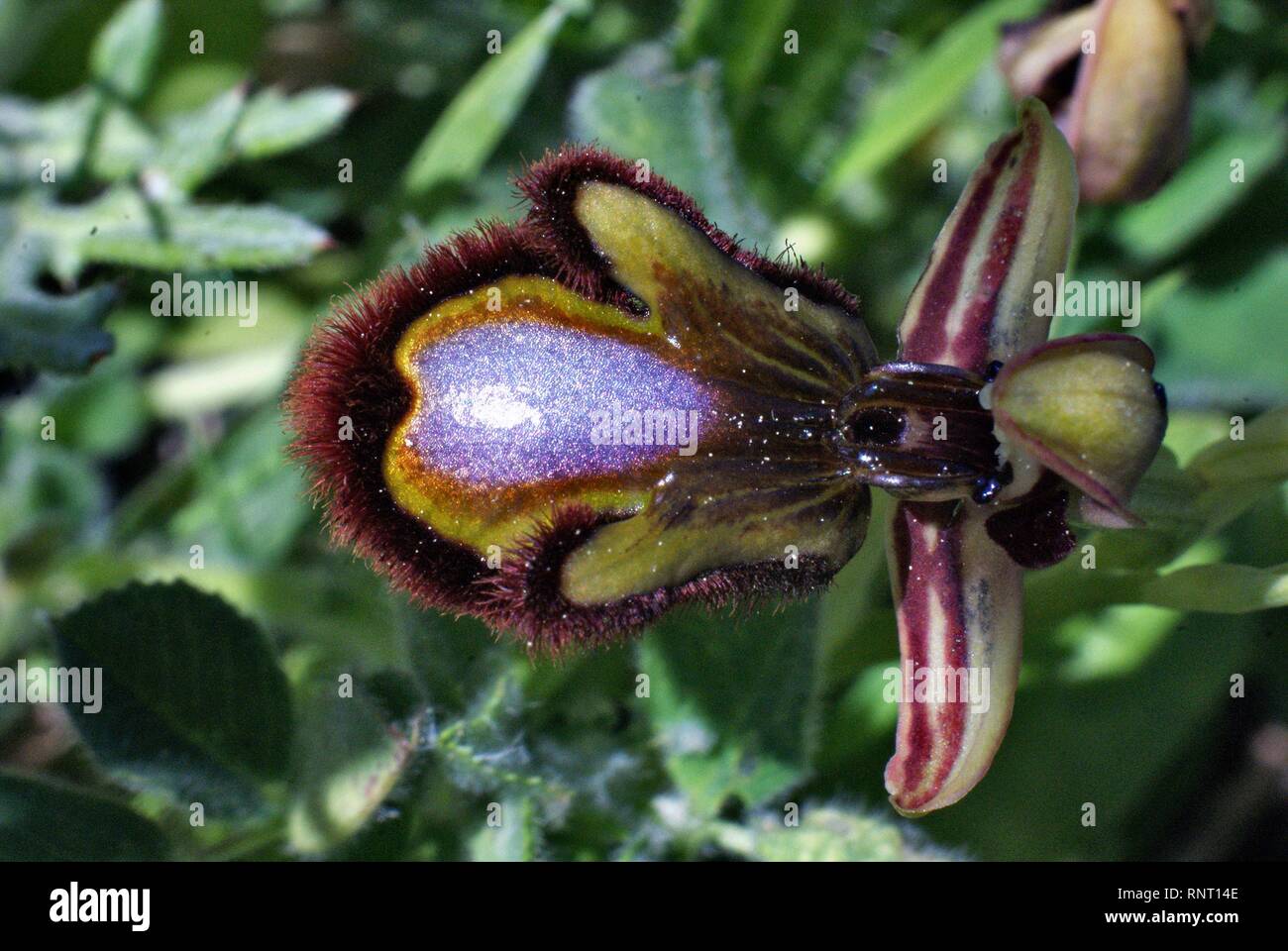 Ophrys speculum Banque D'Images