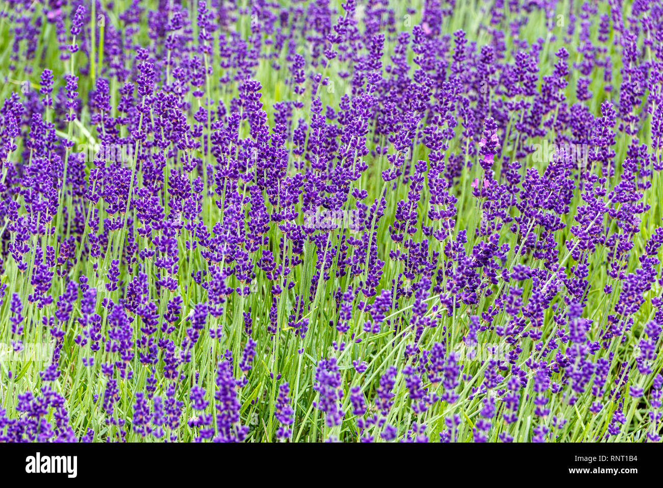 Un lit de fleurs de lavande en fleurs Banque D'Images