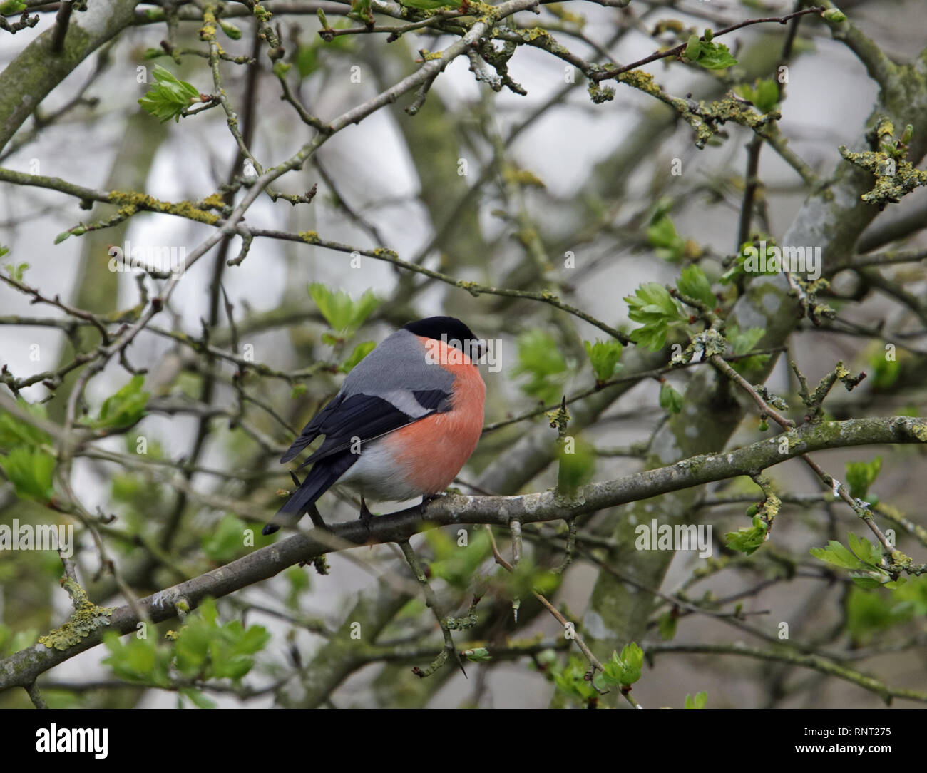 Canard colvert mâle (Pyrrhula pyrrhula) dans un arbre d'aubépine. Banque D'Images
