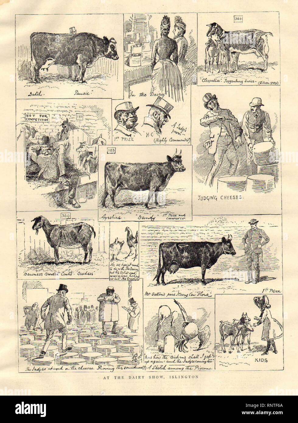 Les bovins laitiers au Show, Islington, l'Illustration, 1887. Banque D'Images
