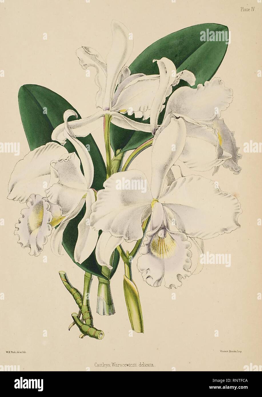 Cattleya warscewiczii - Warner, Williams - Sélectionnez orch. de plantes 1, pl. 4 (1862-1865). Banque D'Images