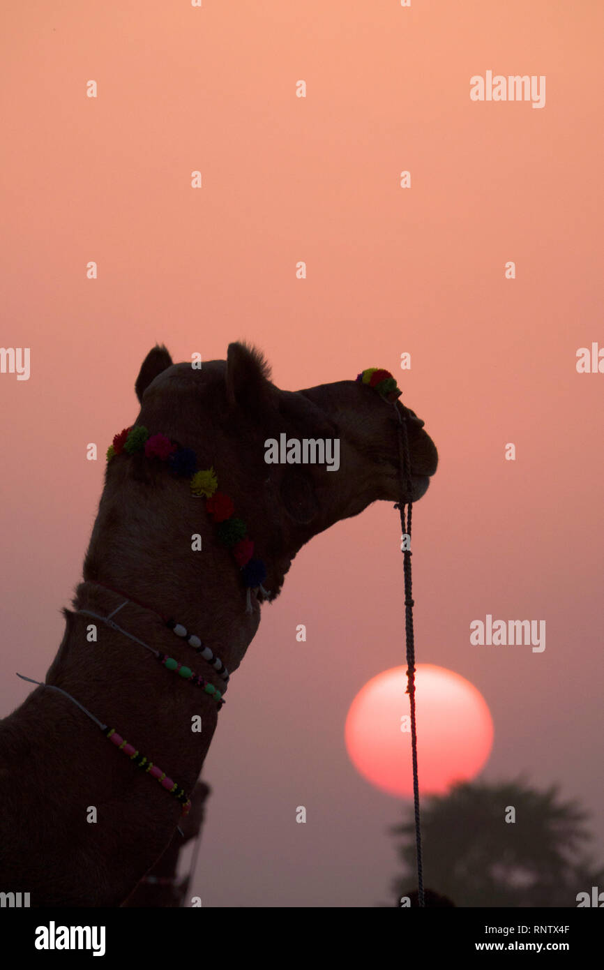 Au coucher du soleil de chameau au Rajasthan, Inde Banque D'Images