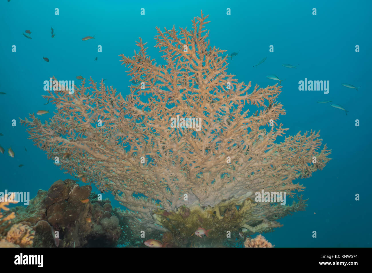 Les récifs coralliens et les plantes de l'eau dans la mer Rouge, Eilat, Israël Banque D'Images