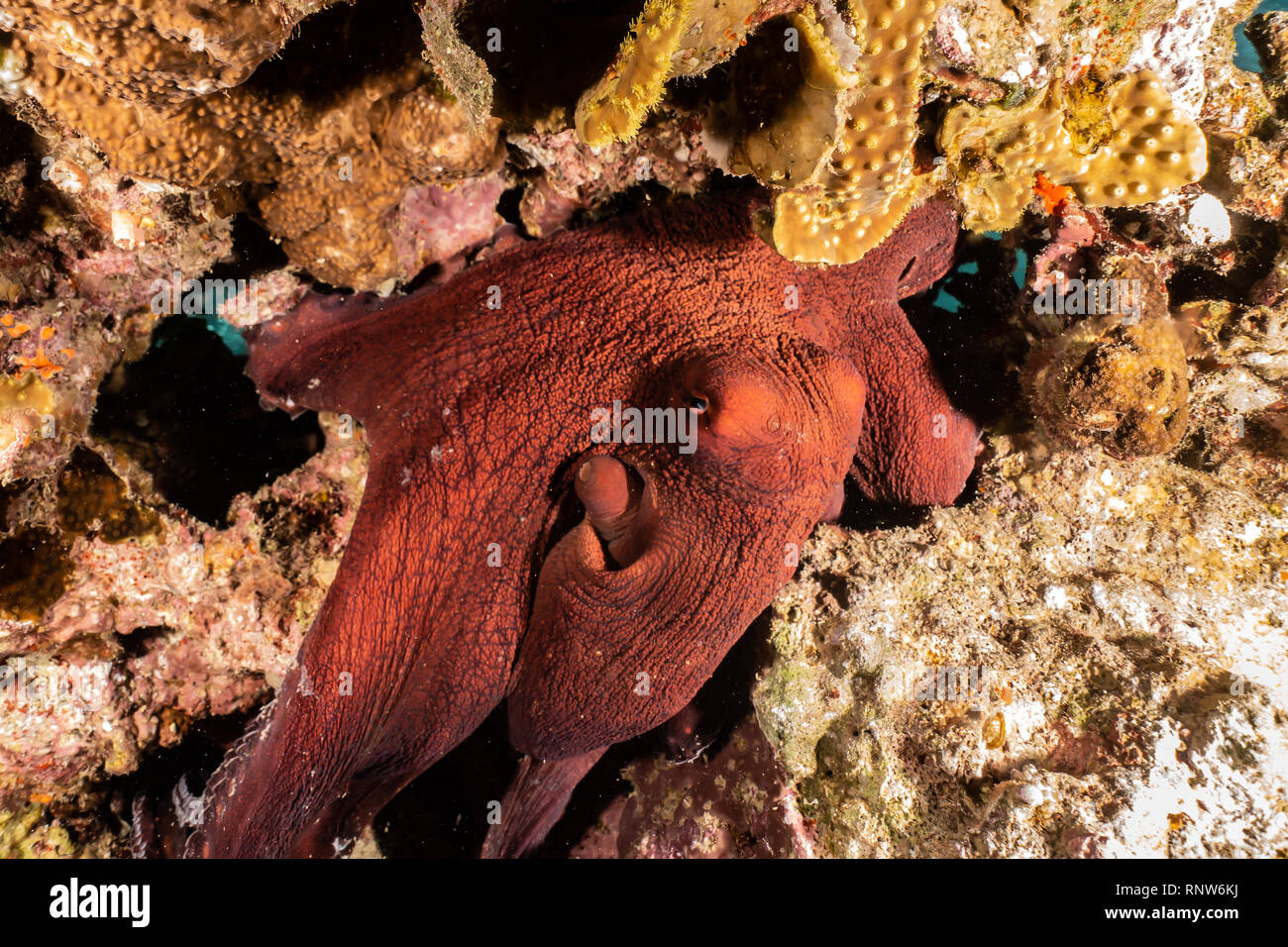 Octopus roi de camouflage dans la mer Rouge, Eilat, Israël Banque D'Images