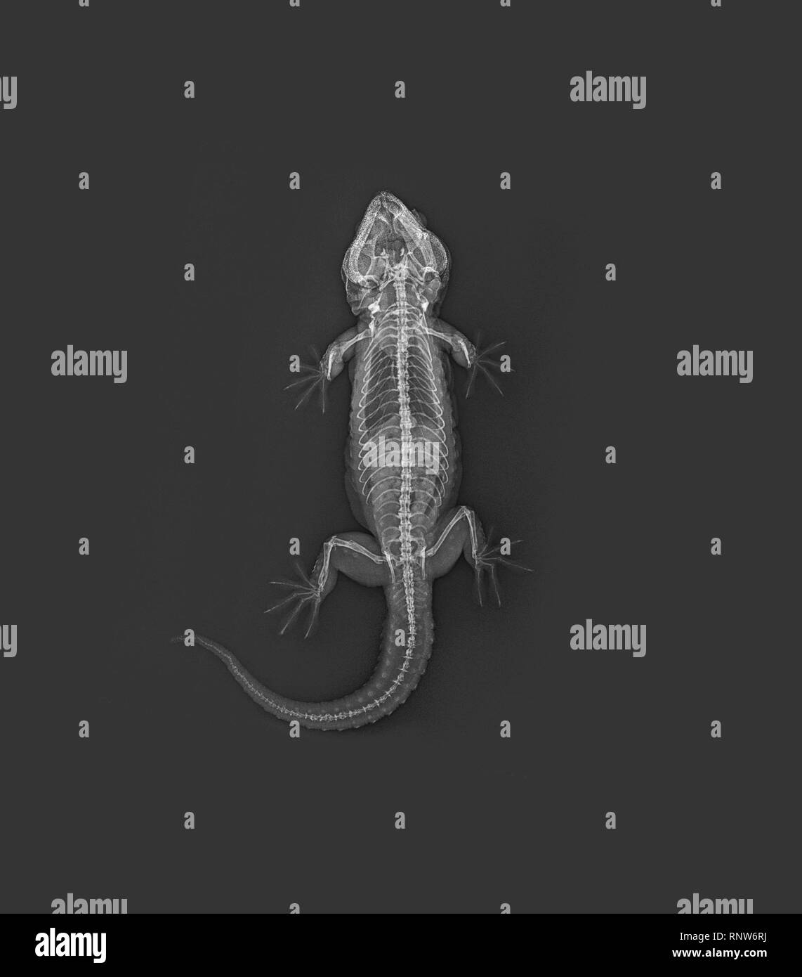 X-RAY VISION : ZSL London Zoo a partagé une incroyable sélection de x-ray images, prises au cours des contrôles de la santé de ses 18 000 animaux. Les images, prises par l'équipe vétérinaire expert du Zoo à la clinique sur le site révèlent le fonctionnement interne d'une variété de différentes espèces, y compris les grenouilles, les serpents, les geckos et les tortues. ZSL London Zoo veterinary nurse Heather Mackintosh dit : "On peut dire beaucoup sur une santé de l'animal de regarder une radiographie - à partir de la solidité de leurs os à l'état de santé de leur coeur est. "Ils sont essentiels à notre travail, et même si on arrive à voir les rayons x unique assez soft Banque D'Images