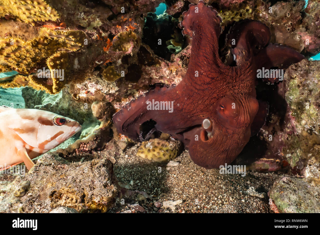 Octopus roi de camouflage dans la mer Rouge, Eilat, Israël Banque D'Images