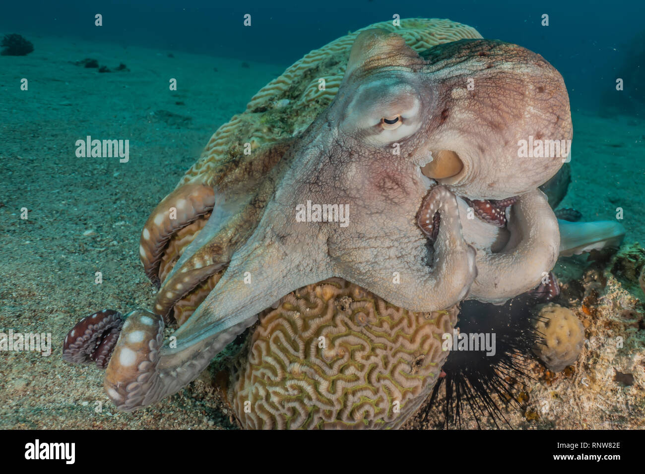 Octopus roi de camouflage dans la mer Rouge, Eilat, Israël Banque D'Images