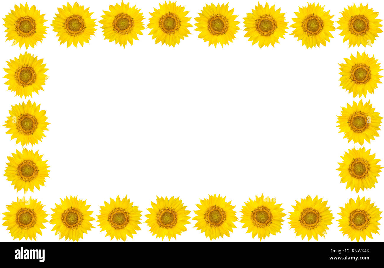 Cadre de fleurs de tournesol isolés sur fond blanc. Vue de dessus. Espace libre pour le texte. Banque D'Images