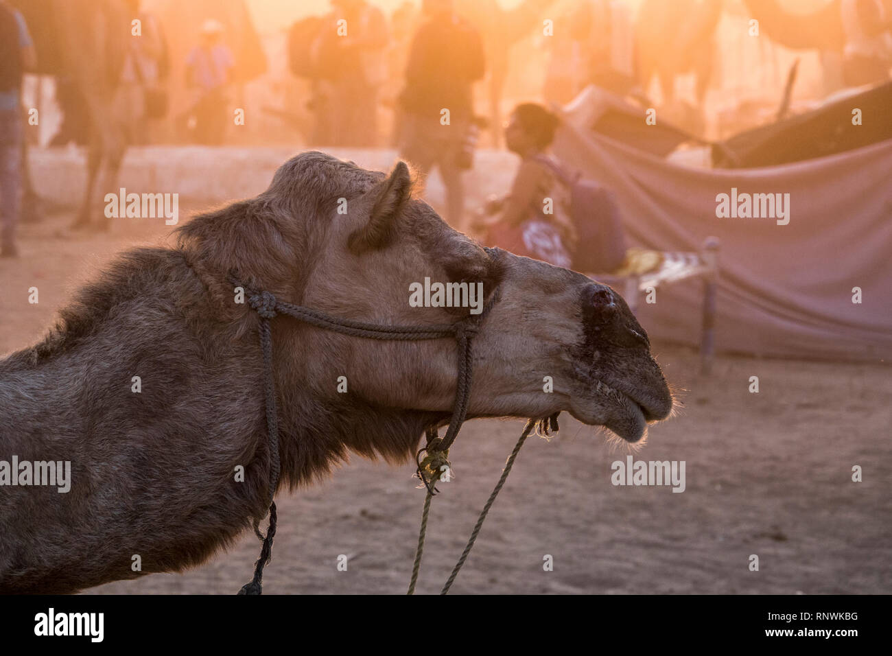 Camel à Pushkar fair à Pushkar, Rajasthan, India Banque D'Images