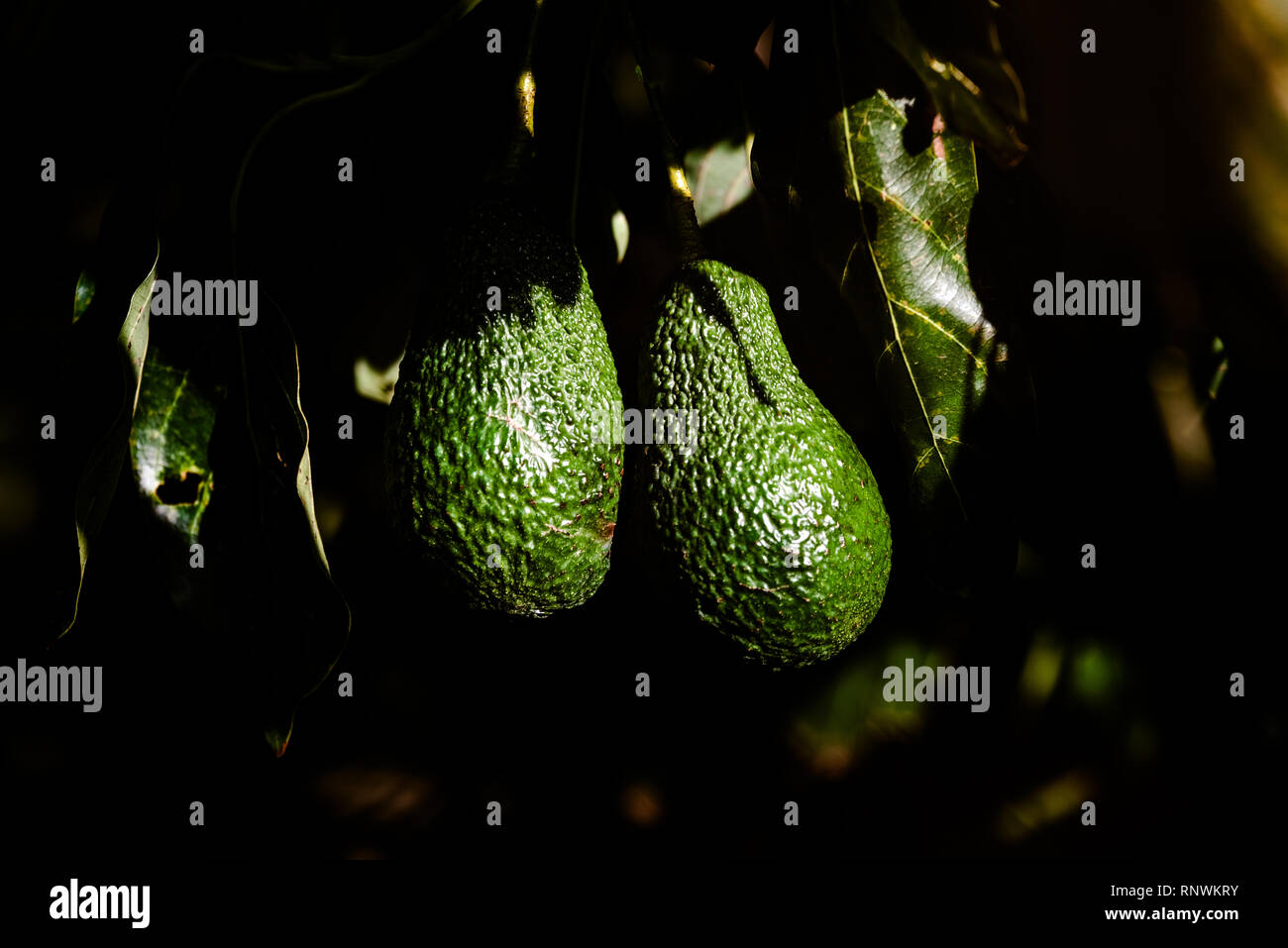 Avocatier avec de nombreux fruits suspendus à ses branches au soleil. Banque D'Images