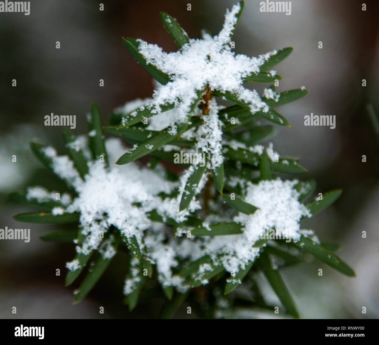 Flocons de neige gros gros plan sur la branche. Focus sélectif d'arbre flocon de l'hiver. Banque D'Images