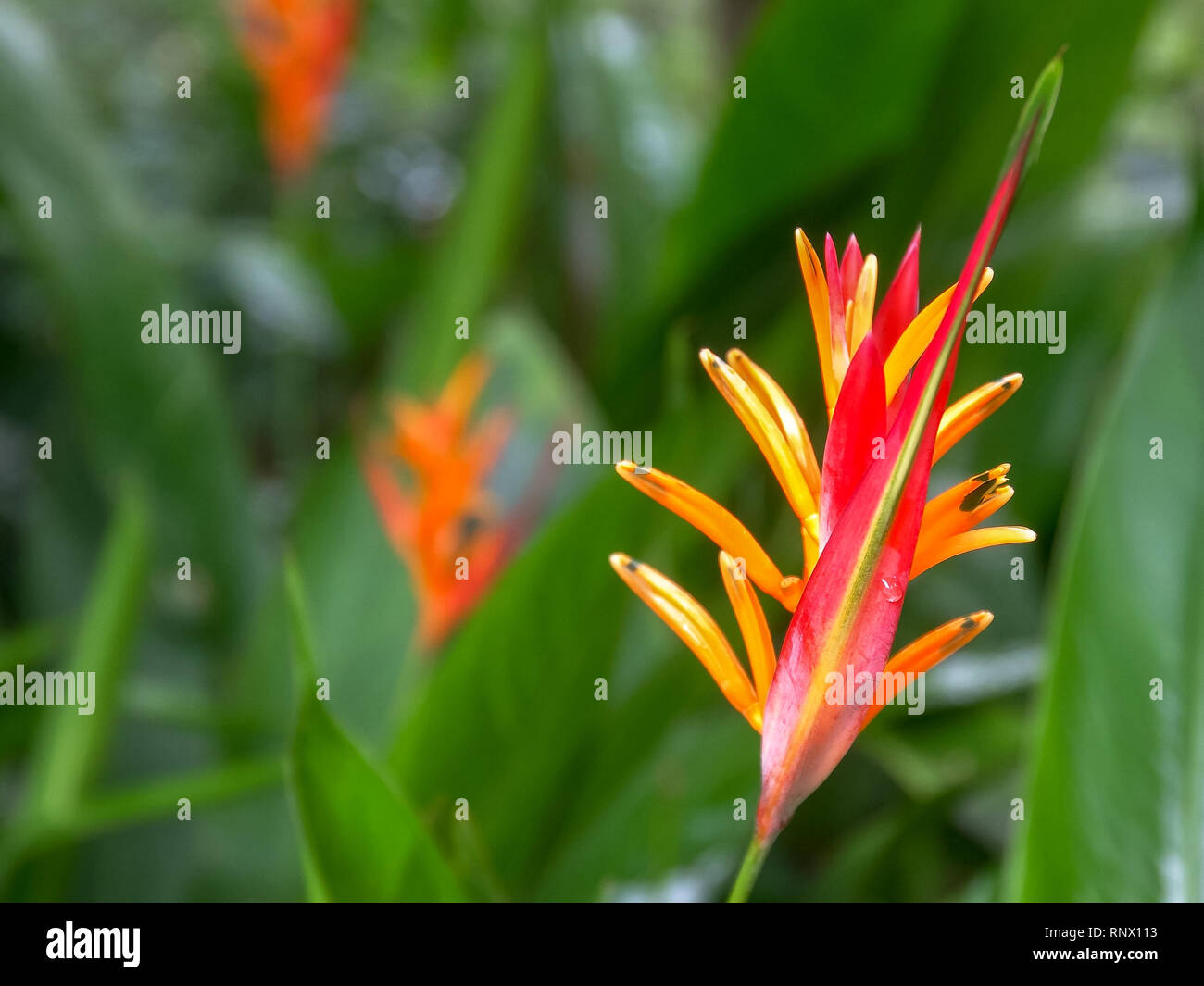 Gros plan d'une Heliconia psittacorum fleur tropicale de Maui Banque D'Images