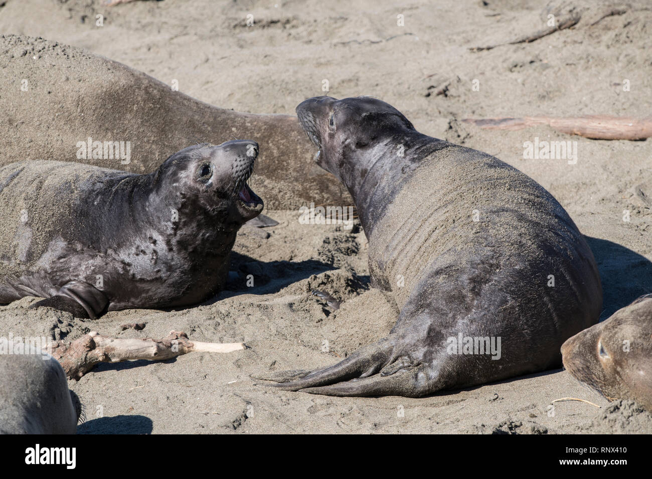 Léphant de Piedras Blancas, rookery, Californie Banque D'Images